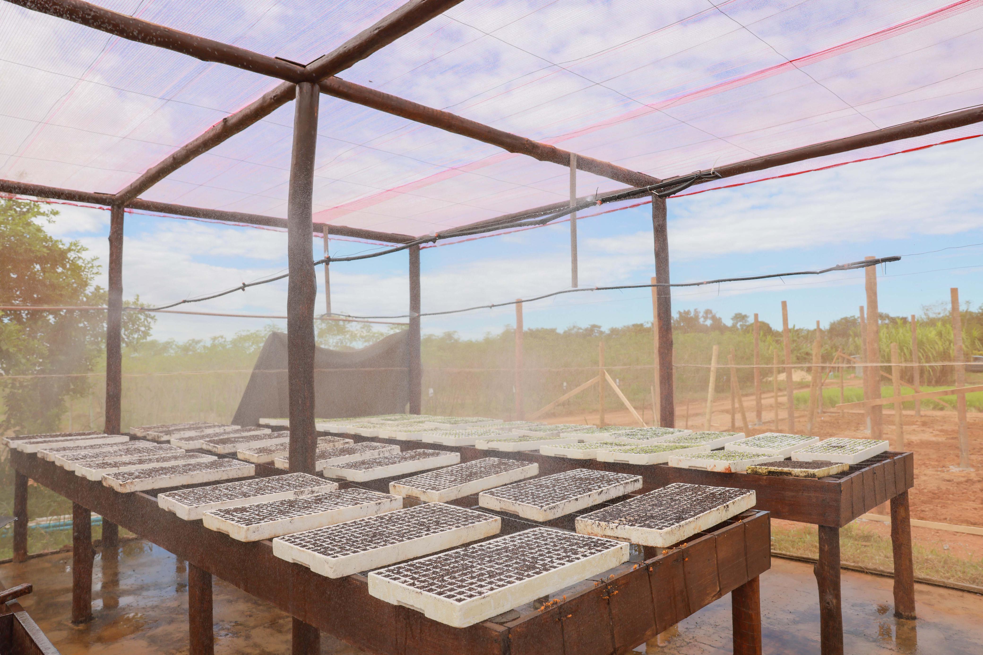 Fazendinha também trará um modelo de estufa, com 80 bandejas de mudas de alface americana e crespa e pepinos destinadas às hortas comunitárias.