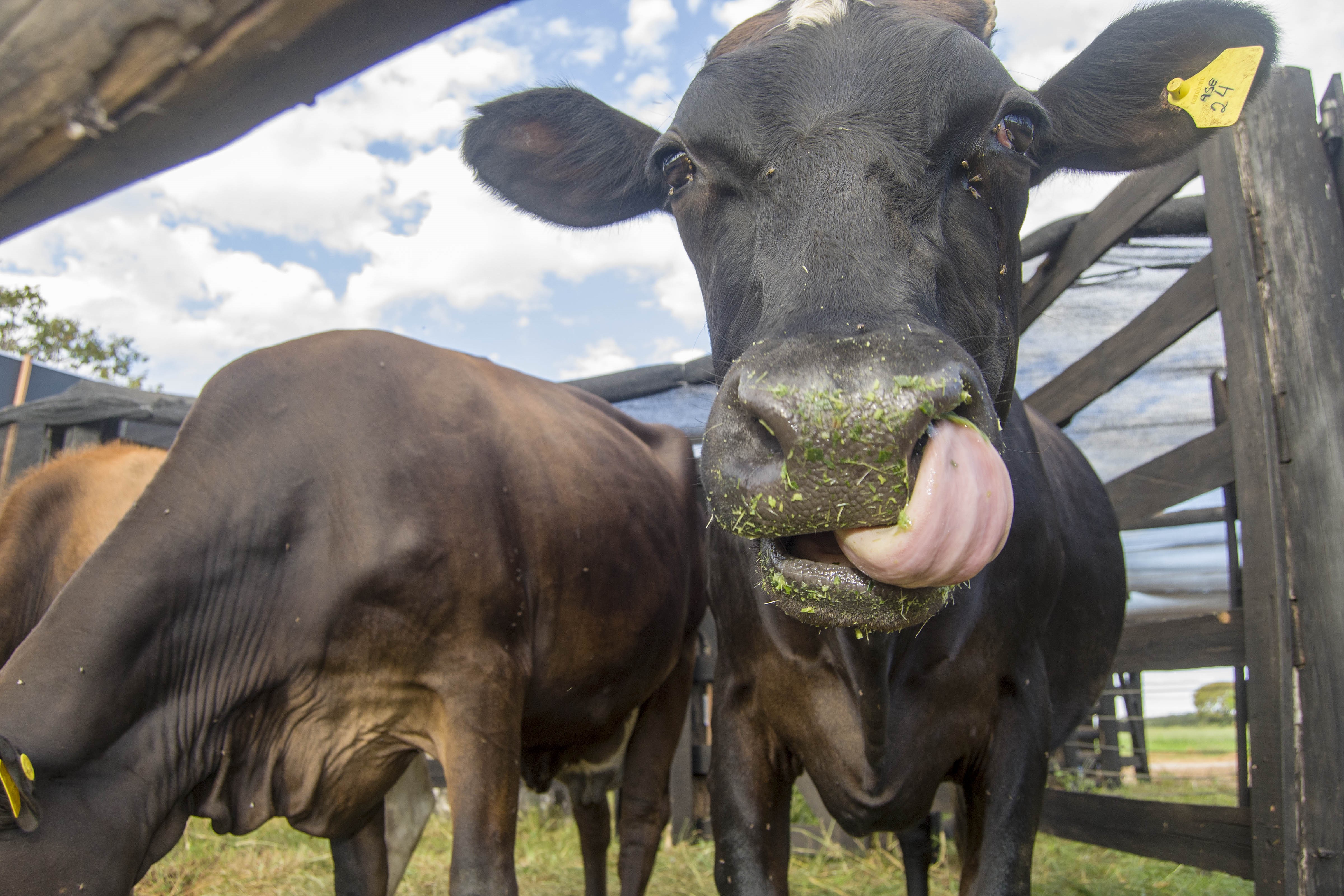 Seder e Senar/TO promovem curso de produção de derivados de leite em Taquaruçu