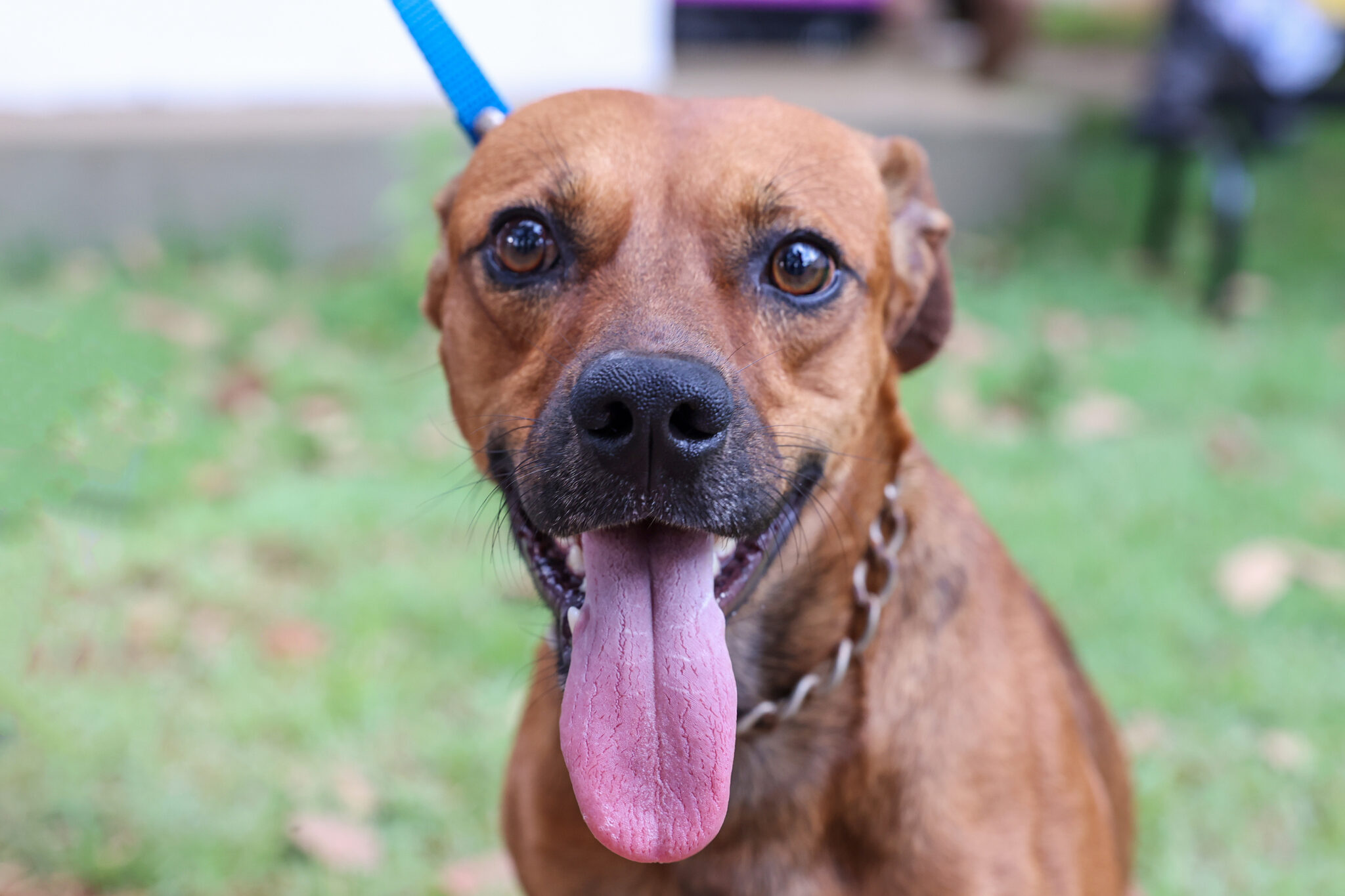 Mitos e verdades sobre a vacinação antirrábica: o que você precisa saber para proteger seu pet e sua família