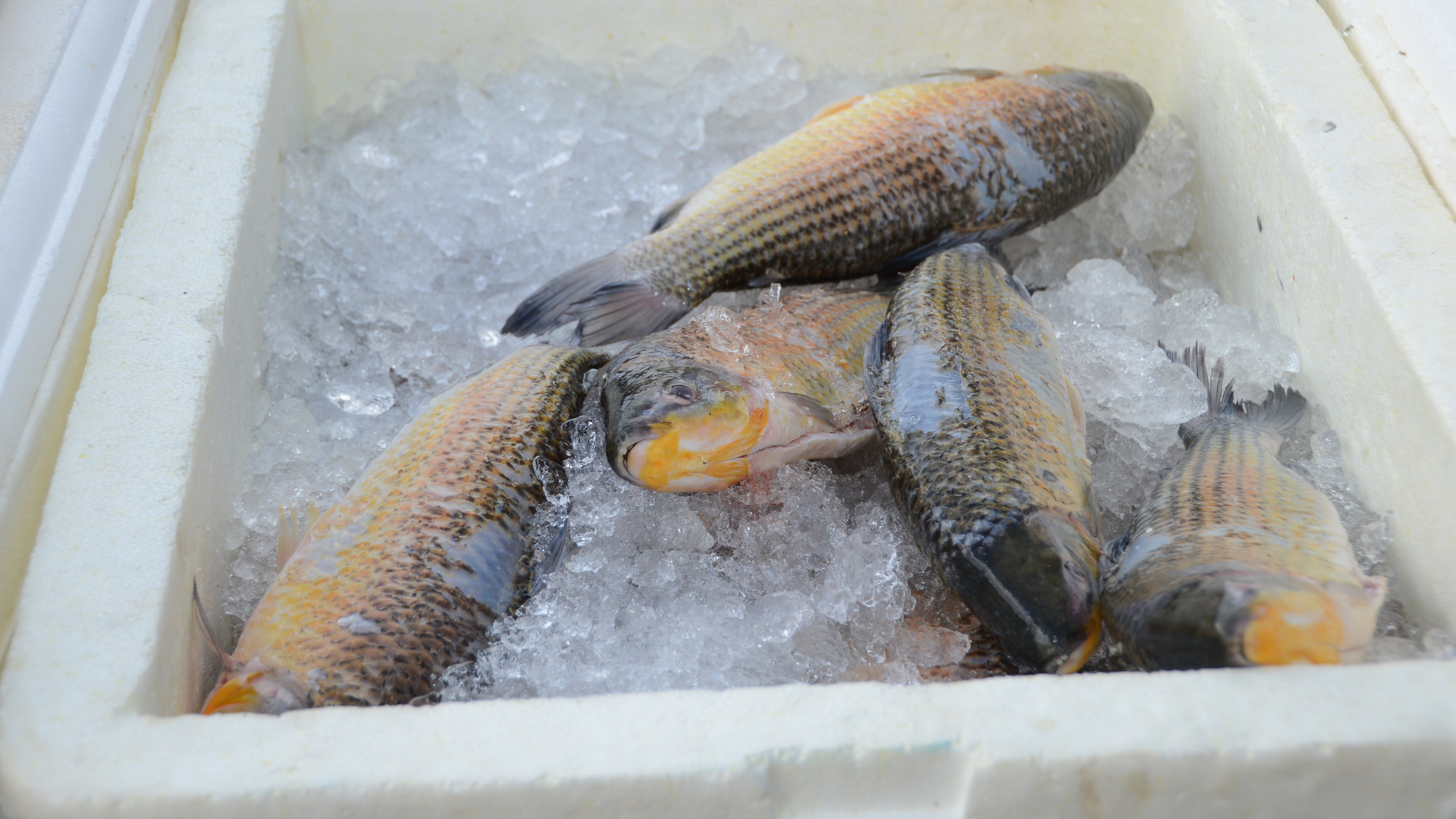 Vendas de pescado na Páscoa superam as expectativas dos feirantes, com crescimento de 30% com relação ano passado