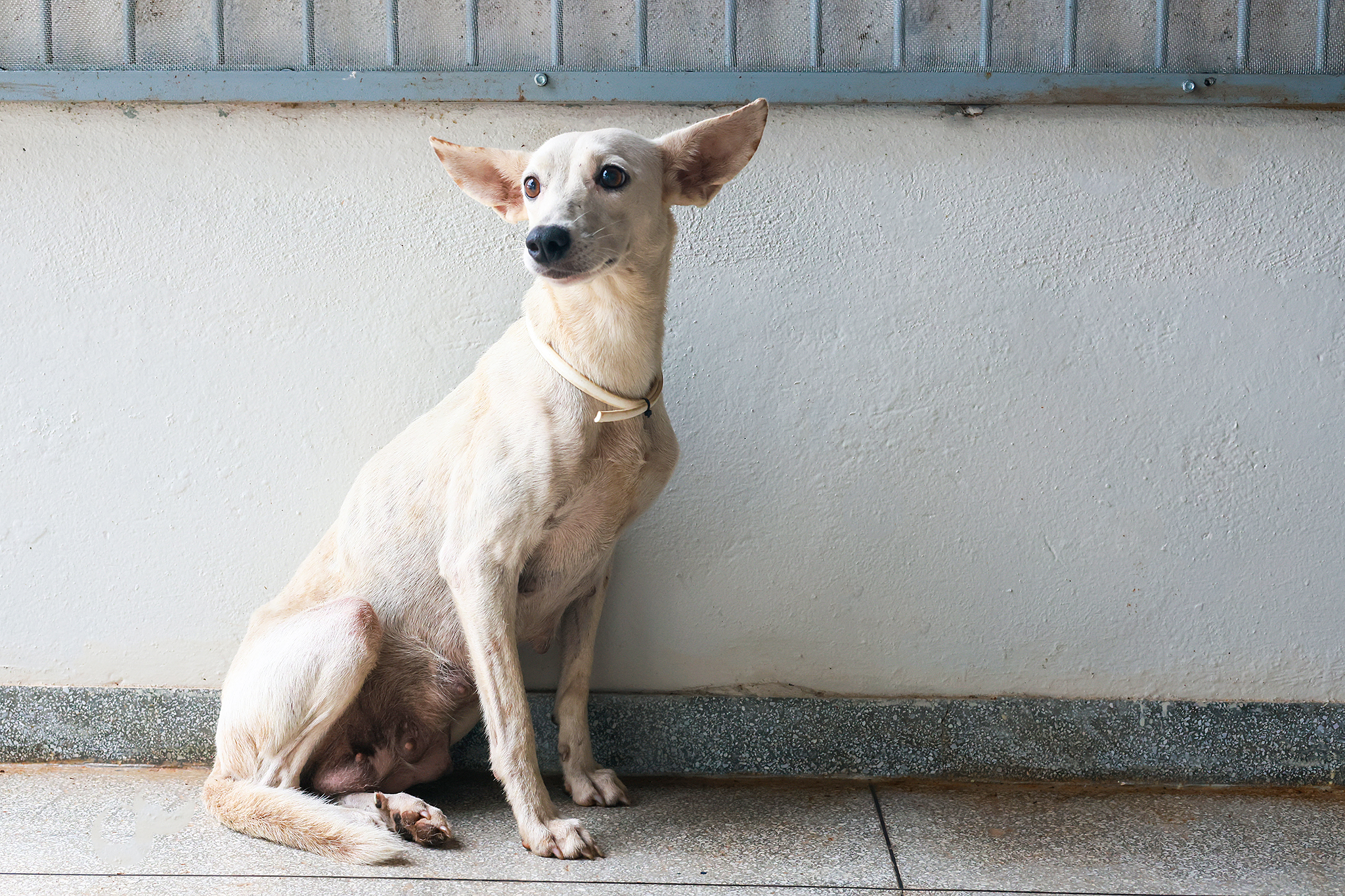 Interessados podem conhecer os cães e obter mais informações entrando em contato pelo Instagram @sebempalmas