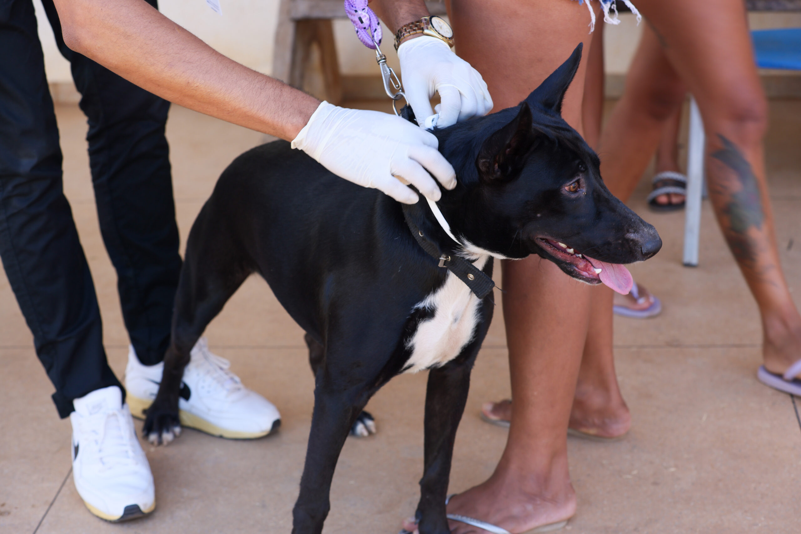 Moradores de Palmas levam pets para vacinação e encoleiramento contra calazar