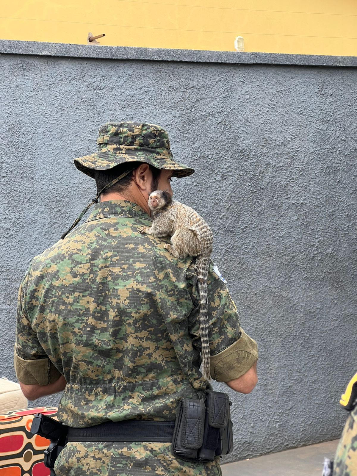 Agente Ambiental recolhe sagui em área residencial de Palmas