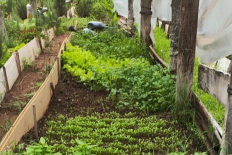 Hortas comunitárias cultivando alface, couve, cheiro verde, rúcula e salsa, além de pimentas e uma variedade de plantas medicinais