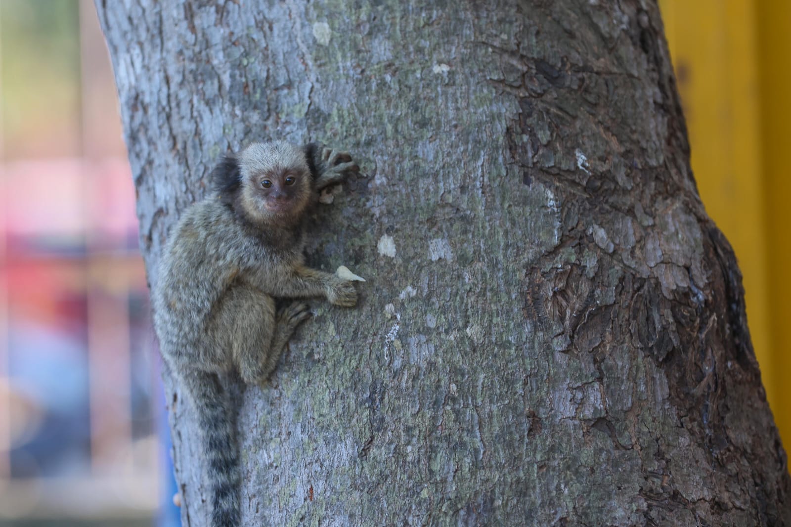 Guarda Ambiental de Palmas recolhe dois macacos saguis em área urbana da Capital