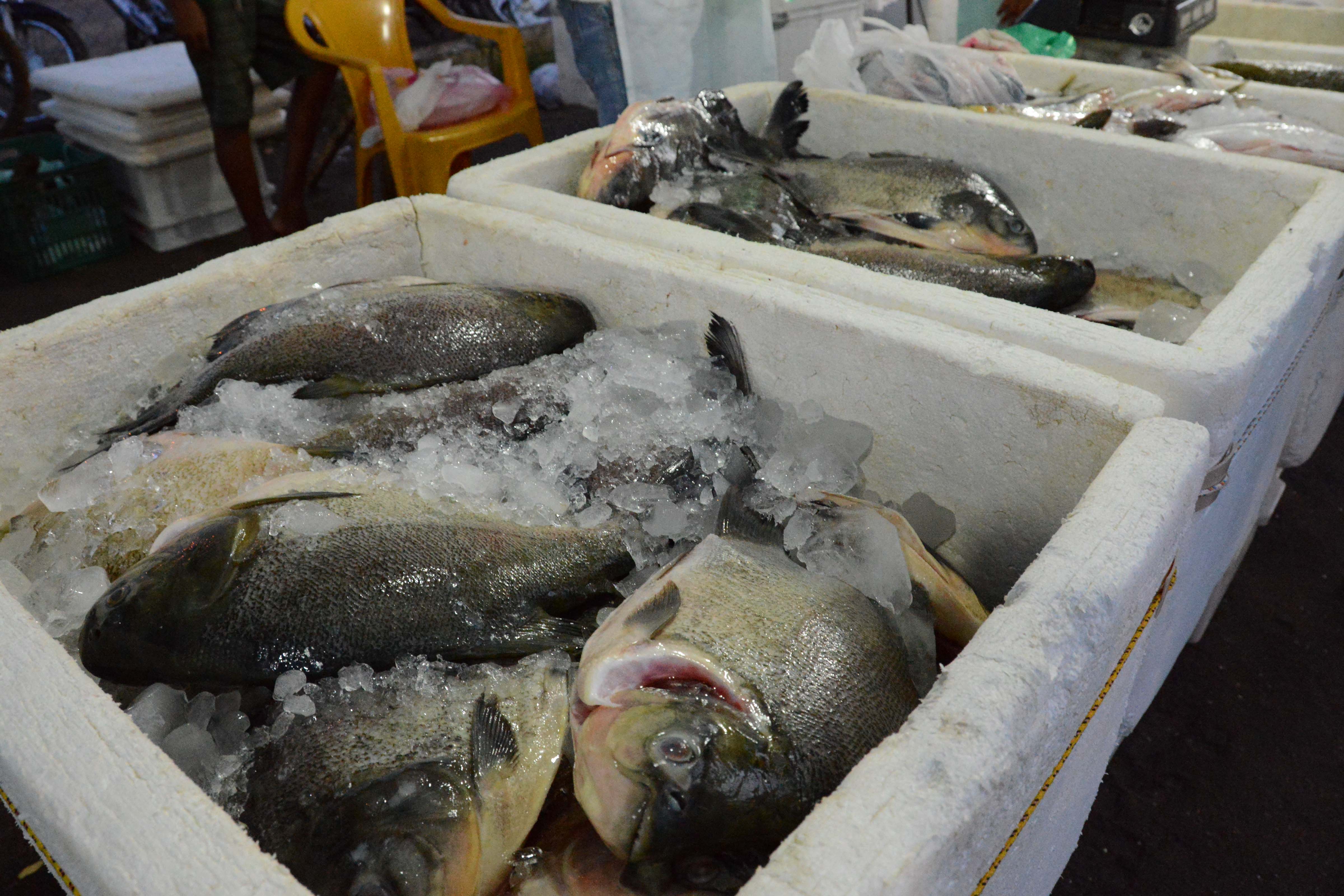 Feira do peixe acontece toda quarta-feira na  Feira na Arno 61