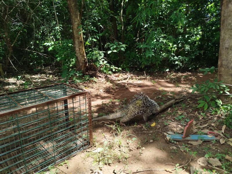 GMP Ambiental recolhe porco-espinho em distribuidora de bebida na região norte da Capital