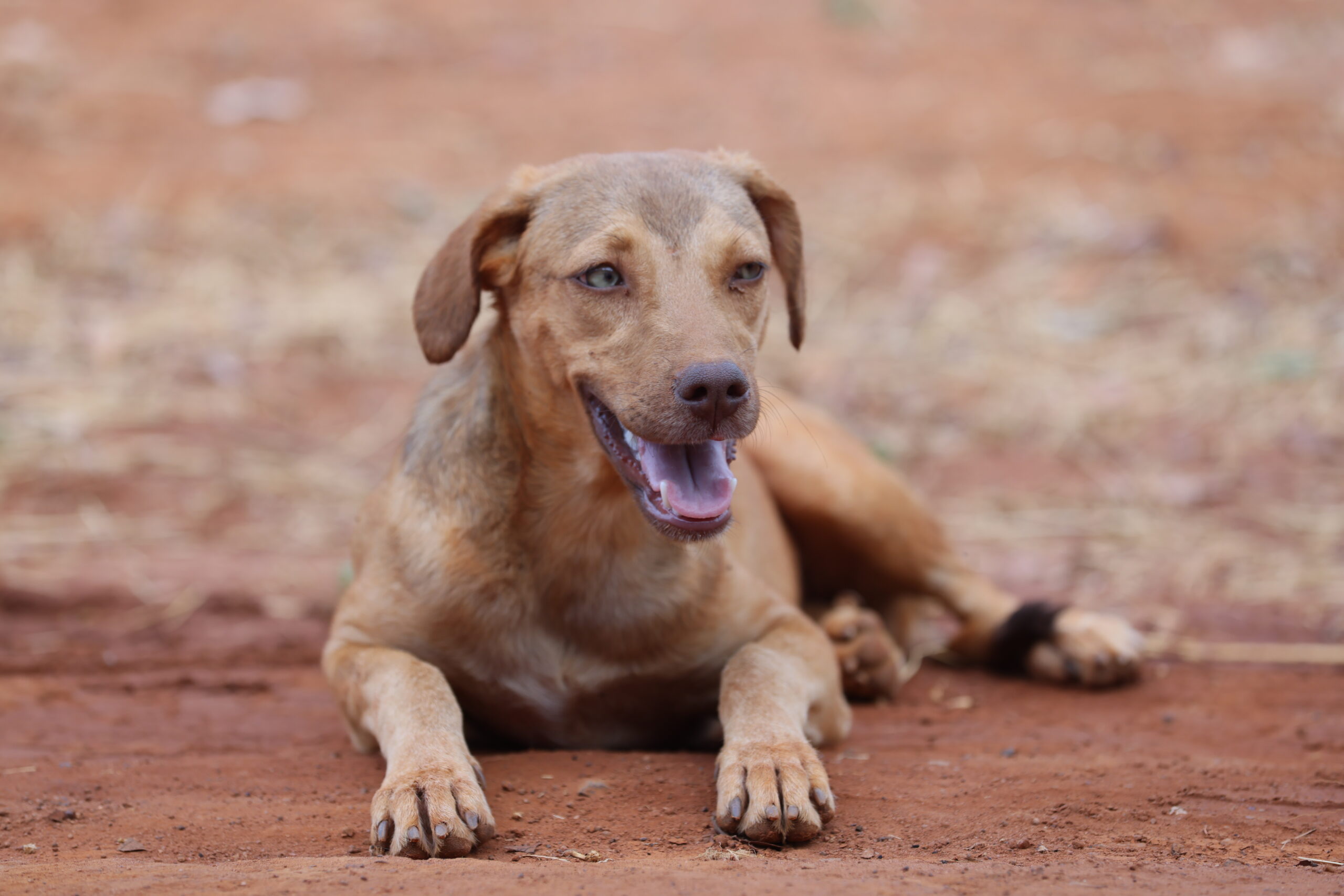 Mutirão de castração da Prefeitura de Palmas passa a atender na Arno 42