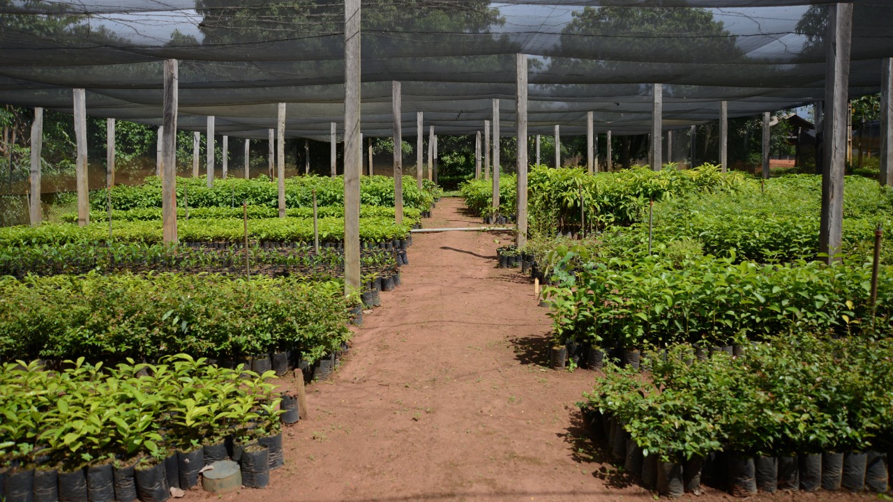 FMA suspende temporariamente doação de mudas para recomposição e melhoria do acervo de mudas e sementes