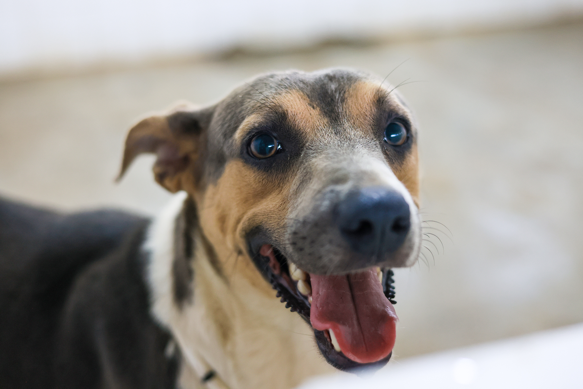 Interessados podem conhecer os cães e obter mais informações entrando em contato pelo Instagram @sebempalmas