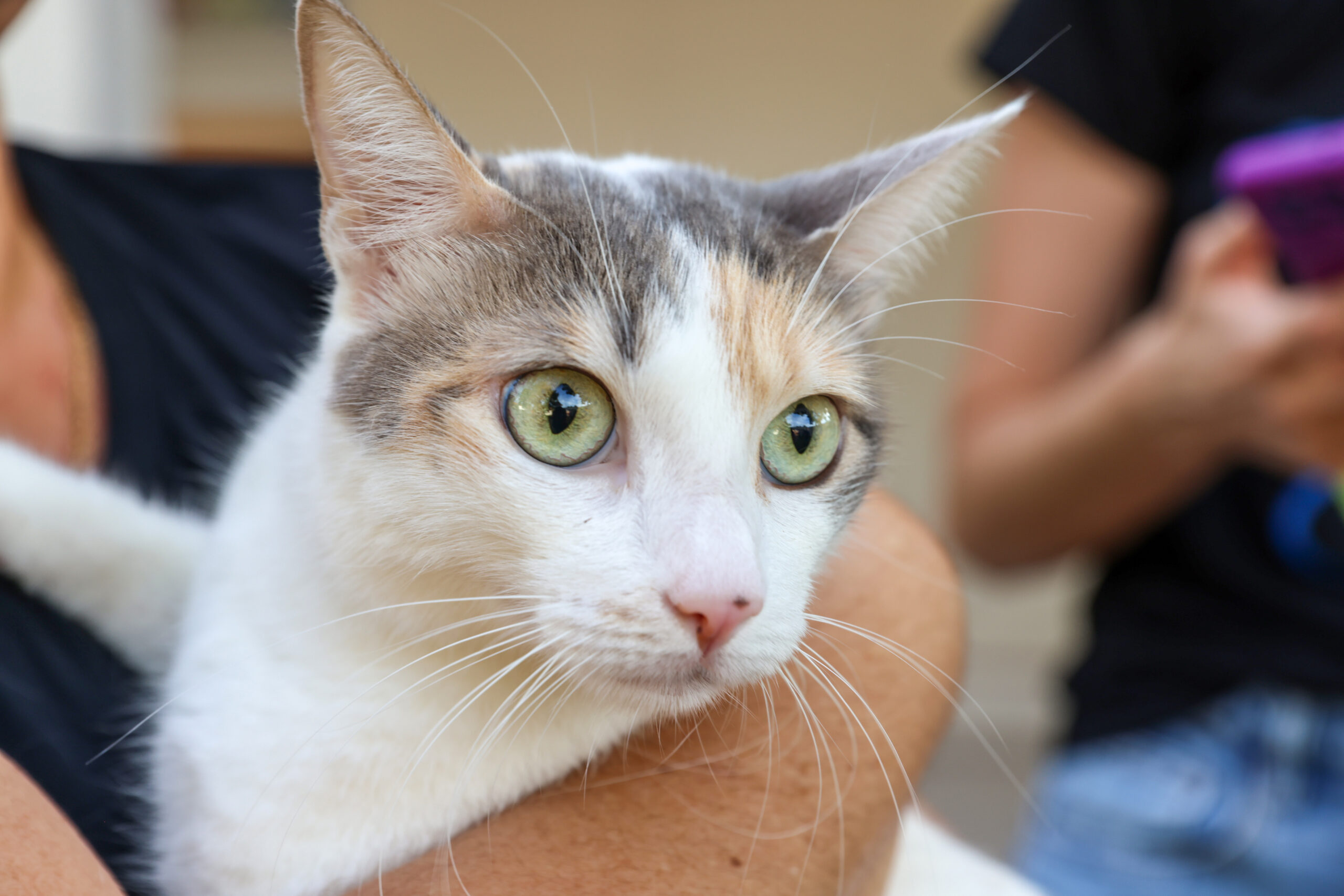 Semus amplia oferta de imunização antirrábica no Recanto das Araras I