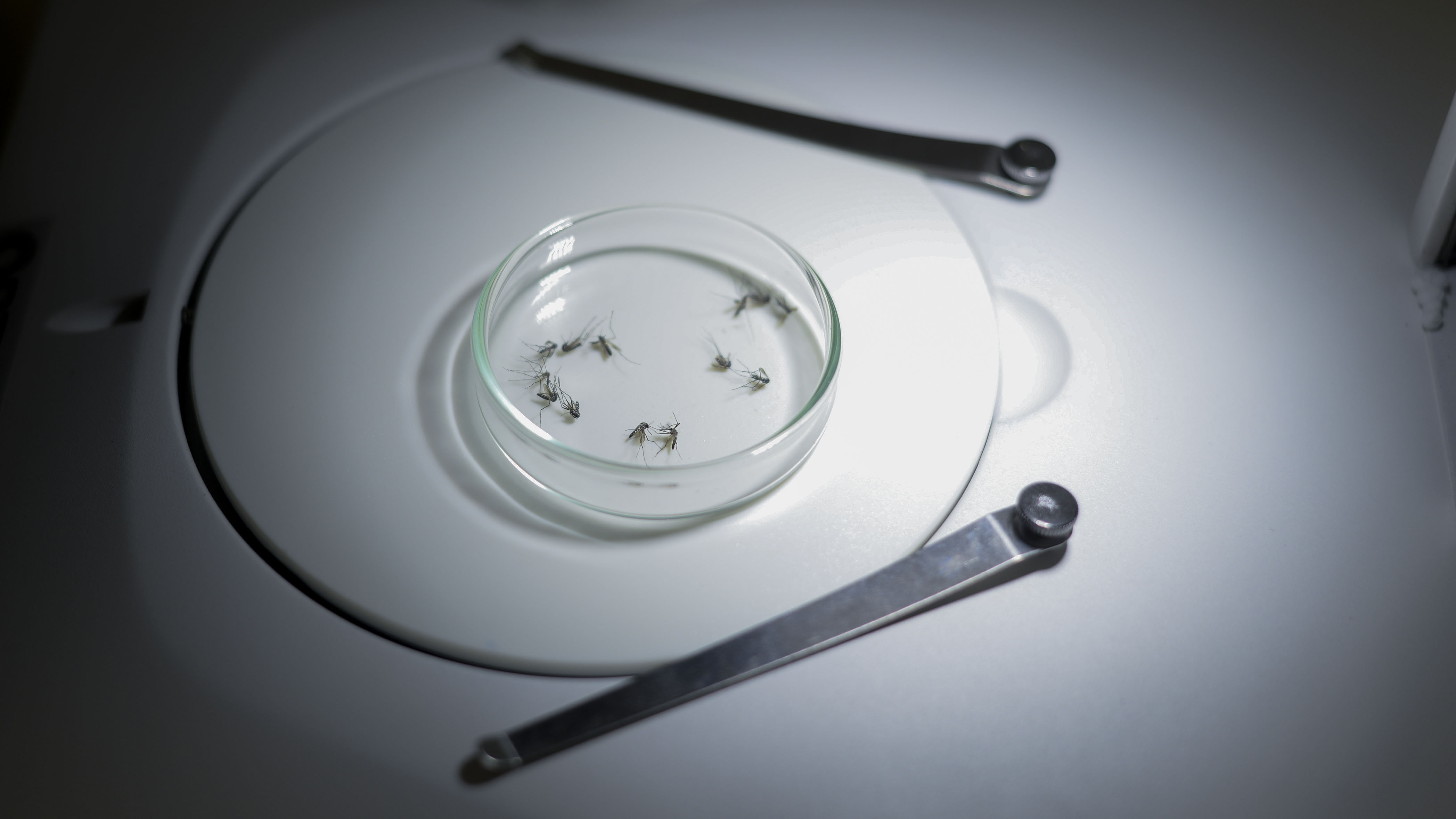 UVCZ oferece palestra sobre prevenção de arboviroses e leishmaniose no Renapsi