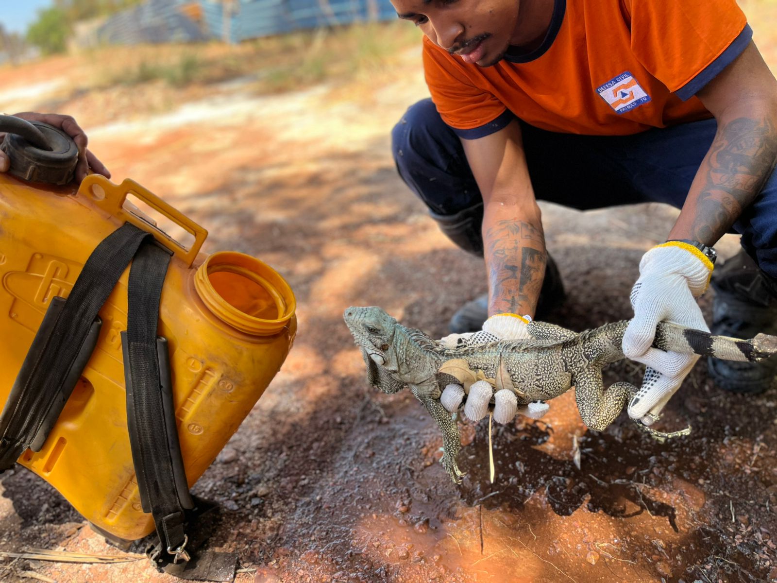 Camaleão é salvo por brigadistas durante combate à queimadas na região sul de Palmas