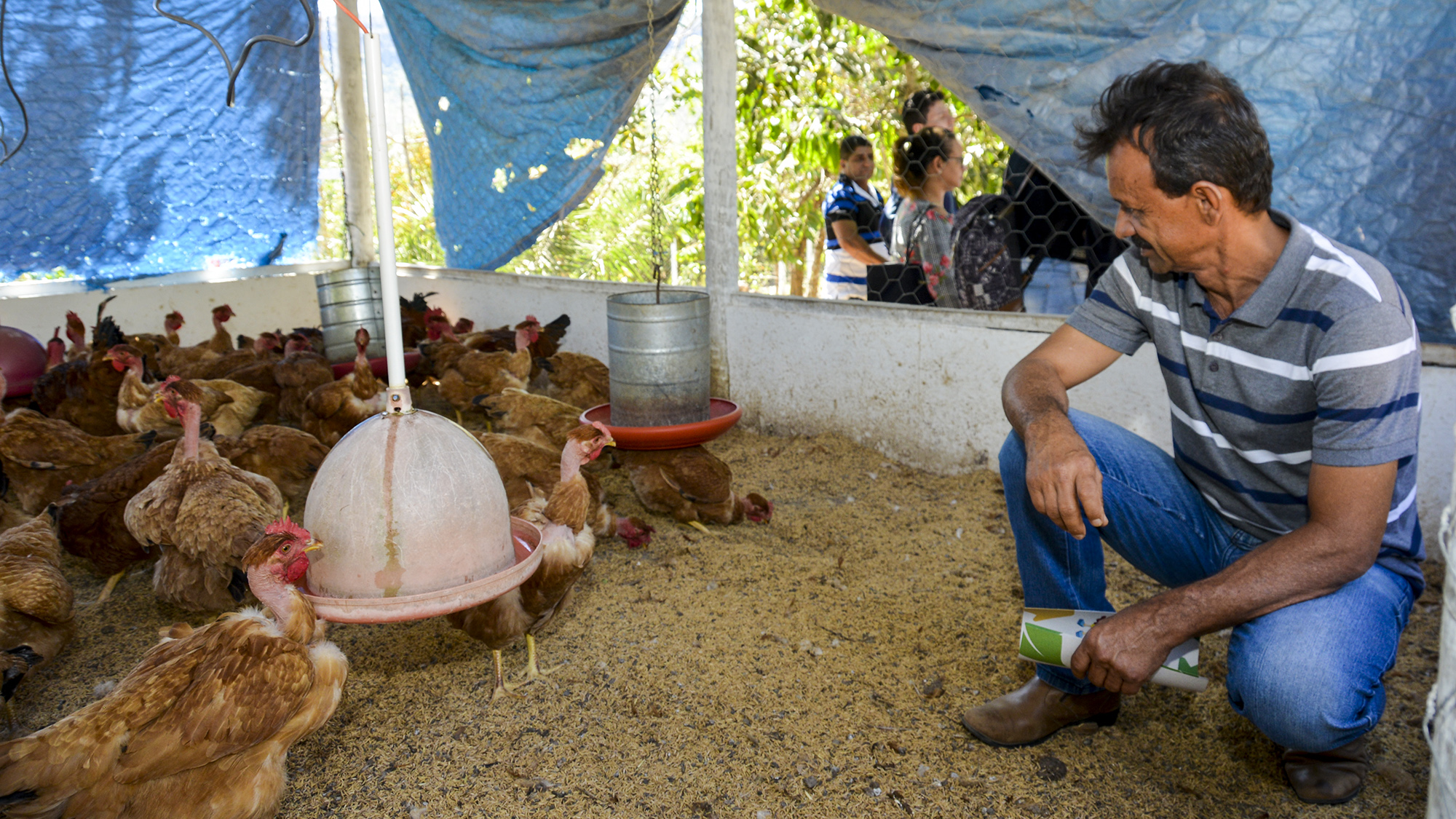 Dia de Campo sobre avicultura fecha a programação do Agosto Verde 2019