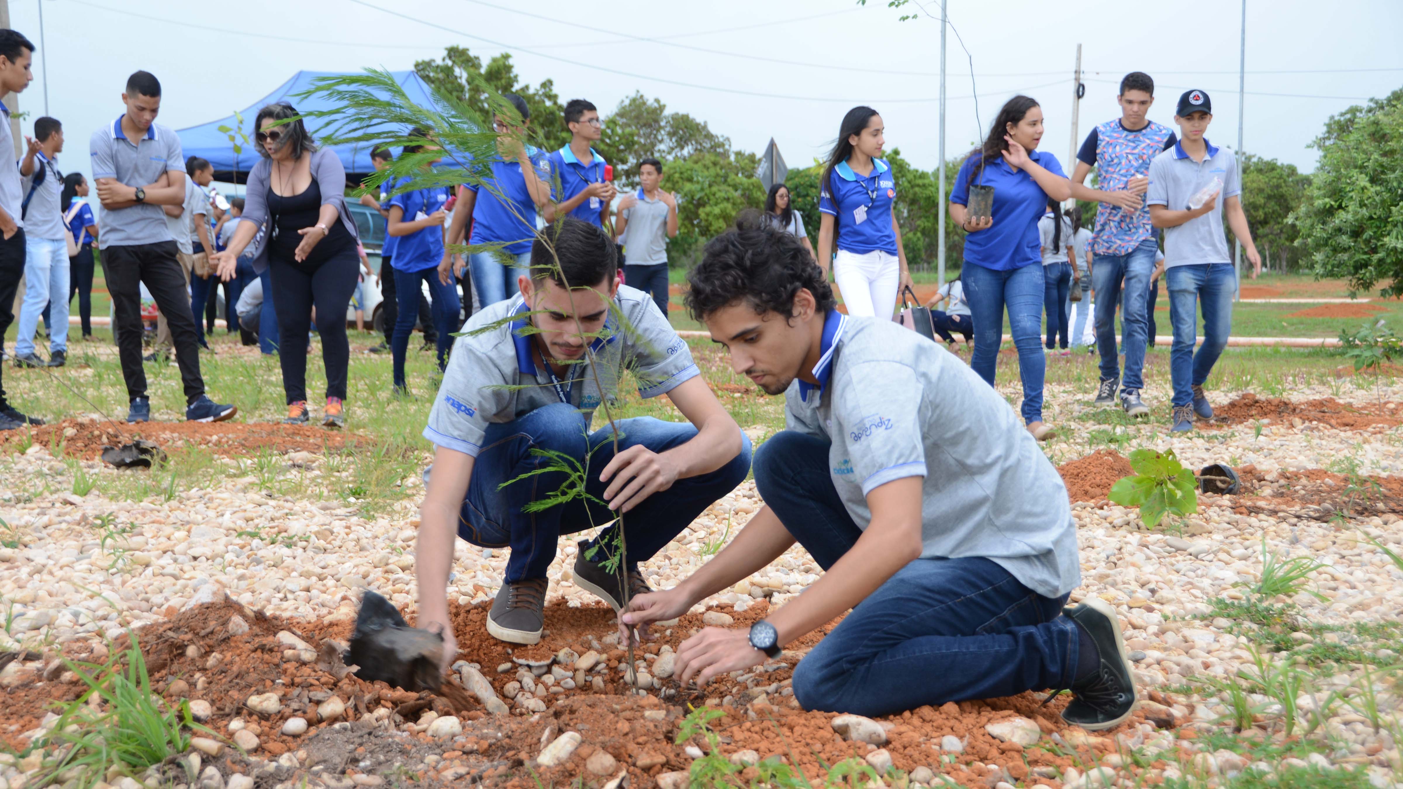 Palmas entra para o rol das cidades que estimulam a arborização urbana