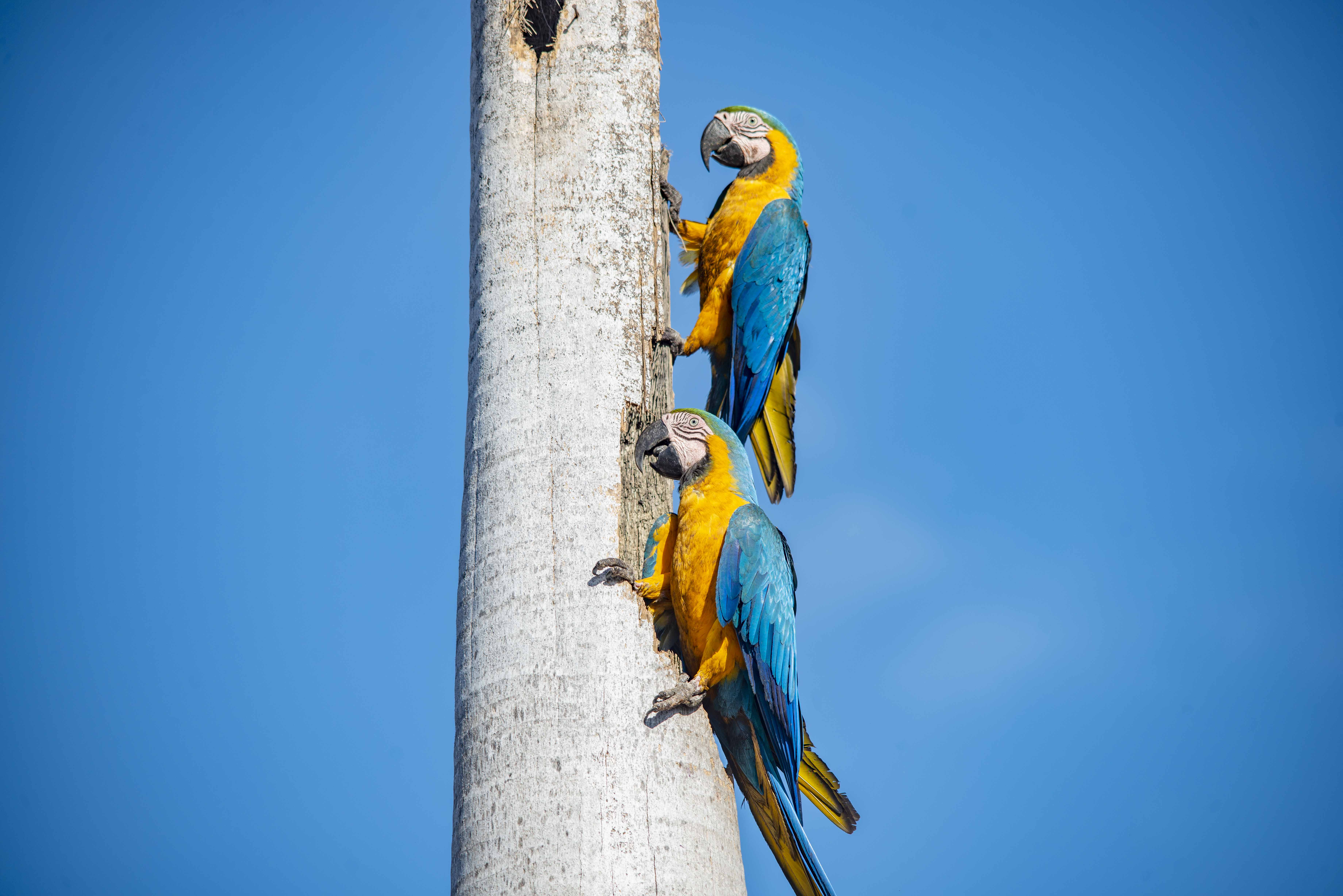 Arara CanindéData: 22.06.2022Local: Av. Jk