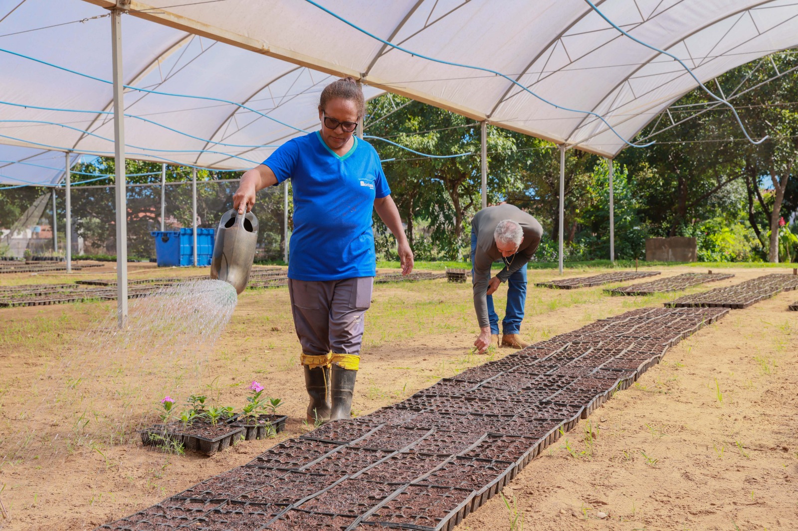 Entenda como funciona doação de mudas no Viveiro Municipal de Palmas