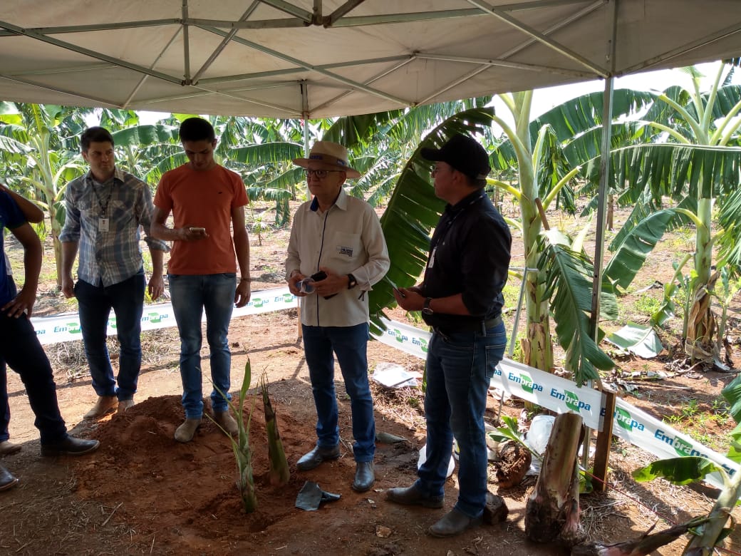 Agosto Verde: produtores descobrem as vantagens do plantio consorciado de açaí e técnicas de produção de leite a pasto