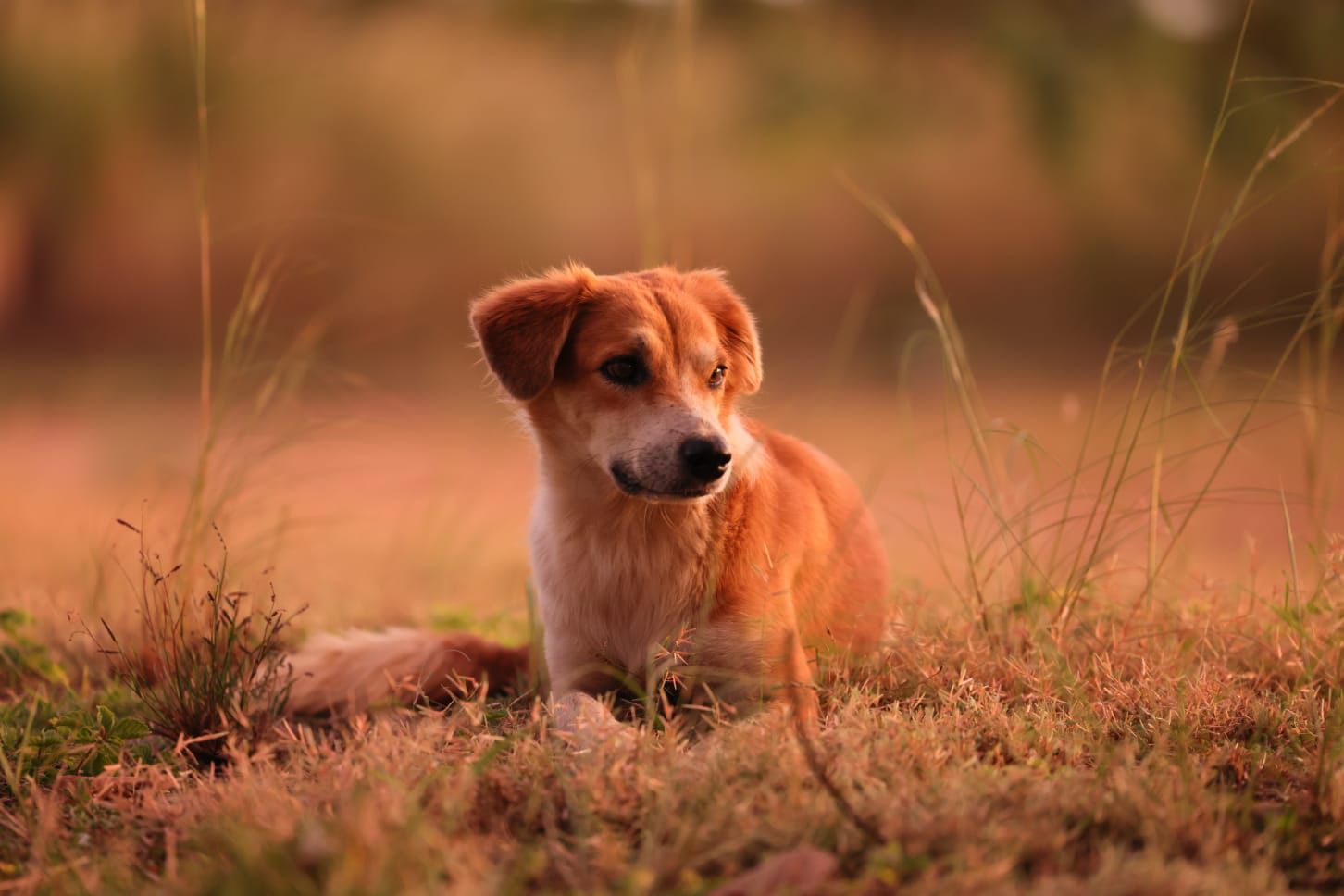 Prefeitura de Palmas faz alerta acerca de cuidados com animais durante o verão