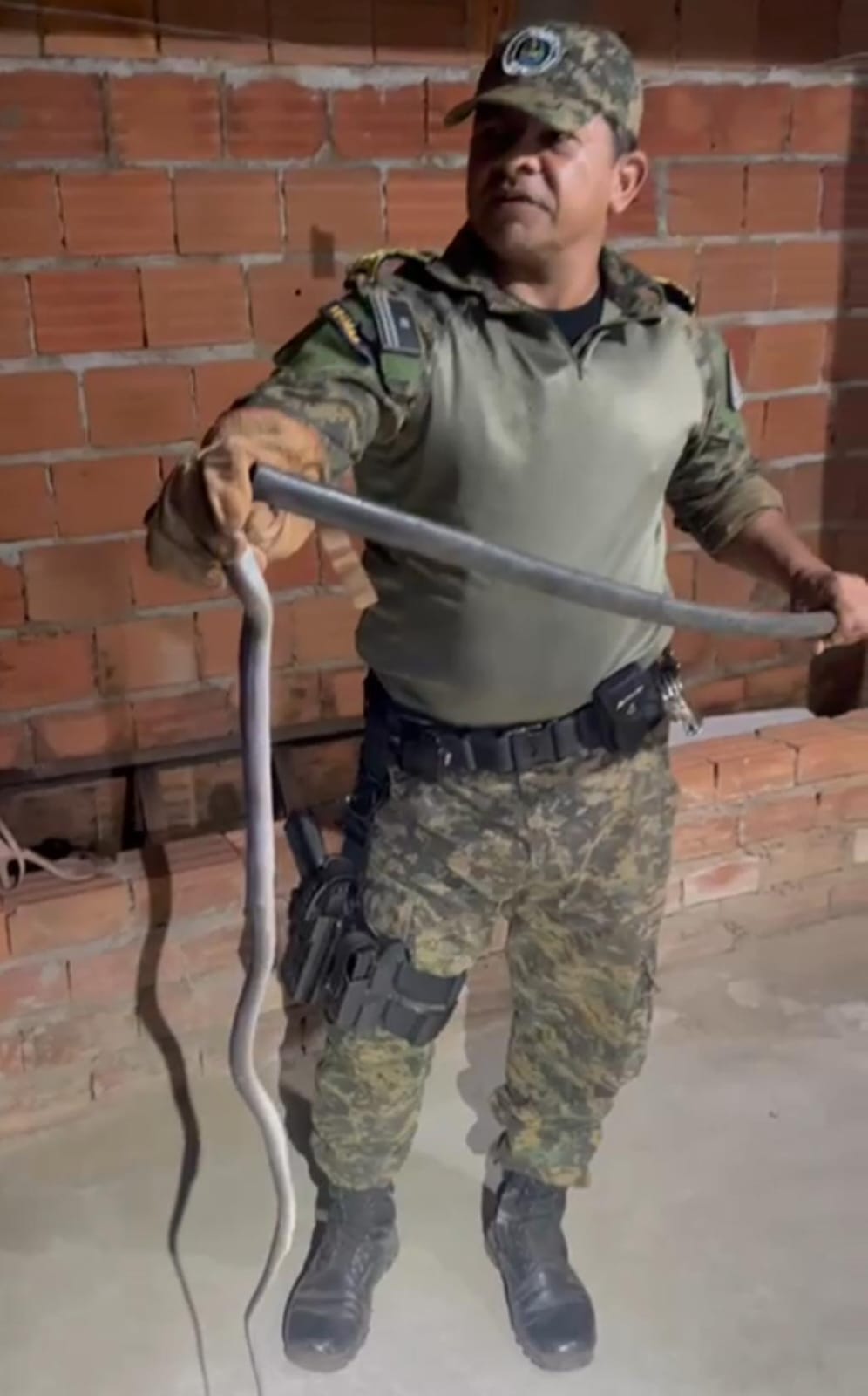 Guarda Metropolitana  Ambiental recolhe cobra não venenosa dentro de residência no Setor Morada do Sol I