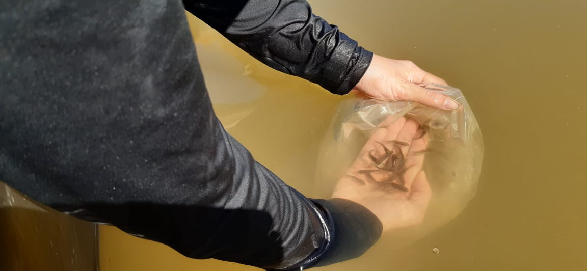 Prefeitura de Palmas desenvolve estudo sobre a criação do peixe tambatinga em quatro tipos de tanques