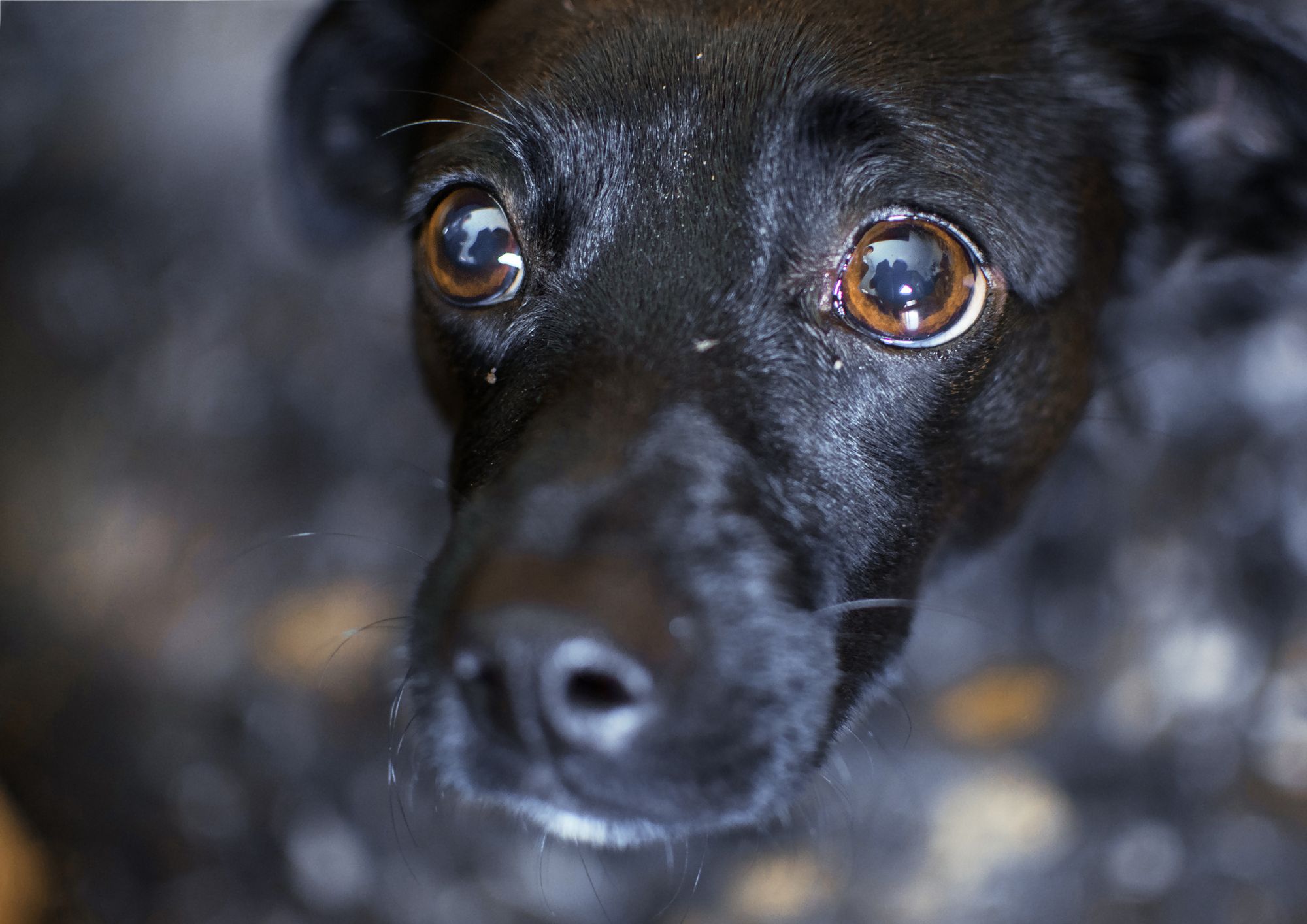 Prefeitura sanciona leis que proíbem fogos com estampido e tornam obrigatória a denúncia de maus-tratos em condomínios