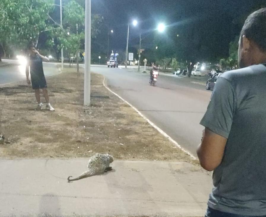 Guarda Metropolitana resgata porco-espinho ferido após ser atropelado na região Norte de Palmas
