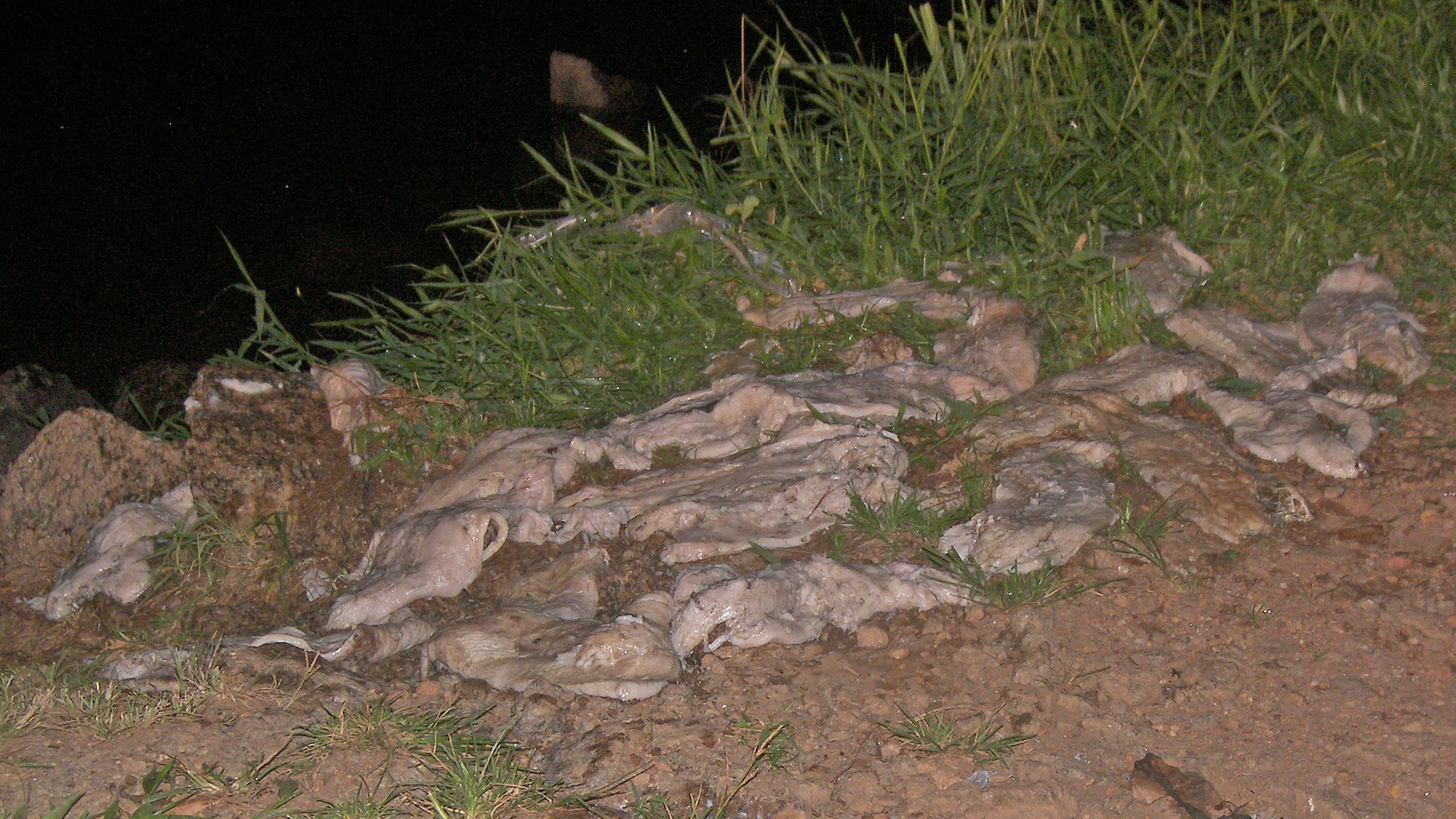 GMP recolhe pescados descartados ilegalmente às margens do Lago