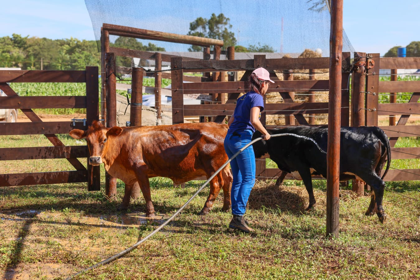 Na Fazendinha, há também o espaço de exposição de mini vacas leiteiras