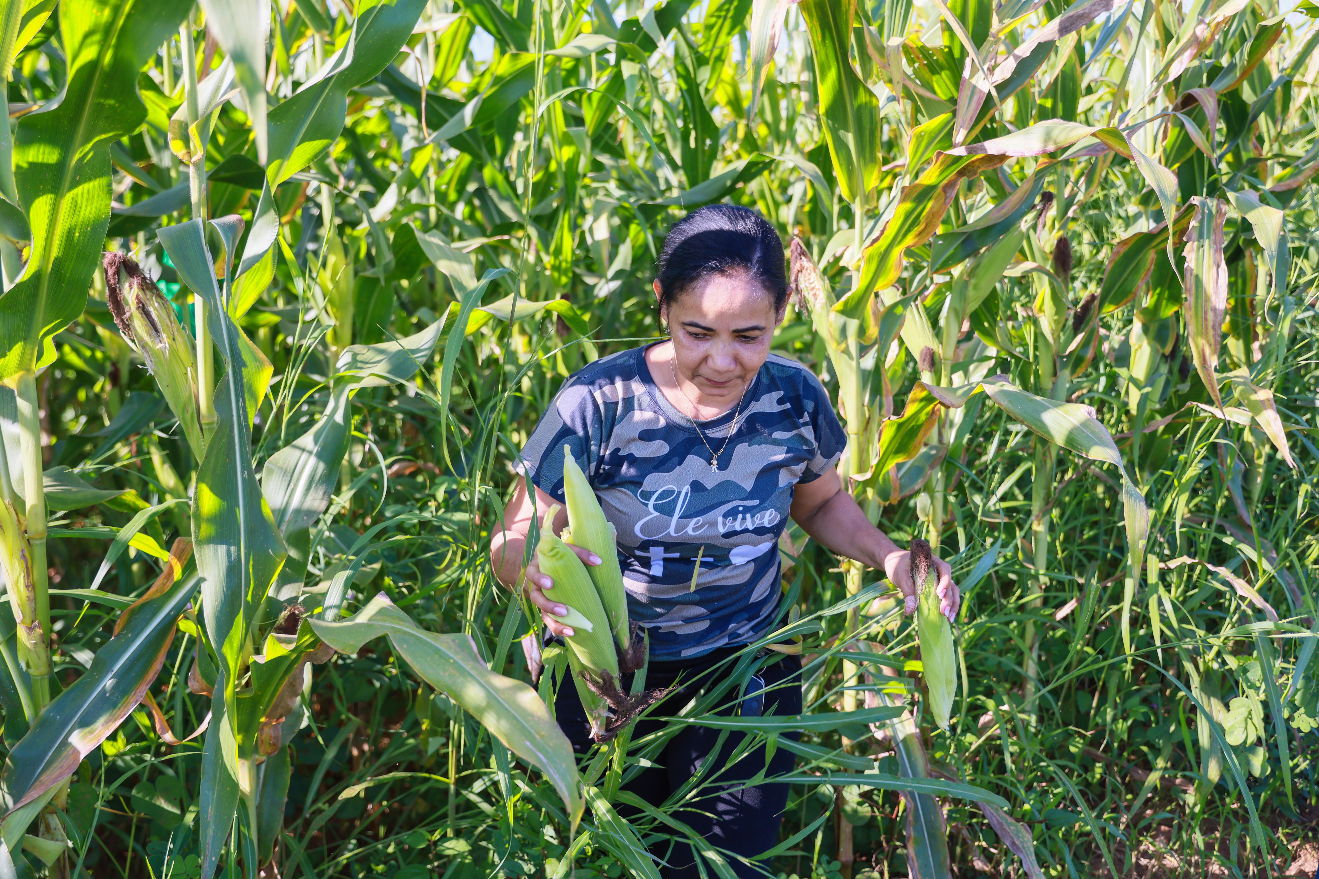 Colheita da produção plantada da fazendinha do calor humano. Produtos serão oados para 15 escolas municipais para incrementar a merenda escolar.
Data: 12/06/2025
Local: Fazendinha, Vila Agrotins, Palmas - TO
Foto: Júnior Suzuki