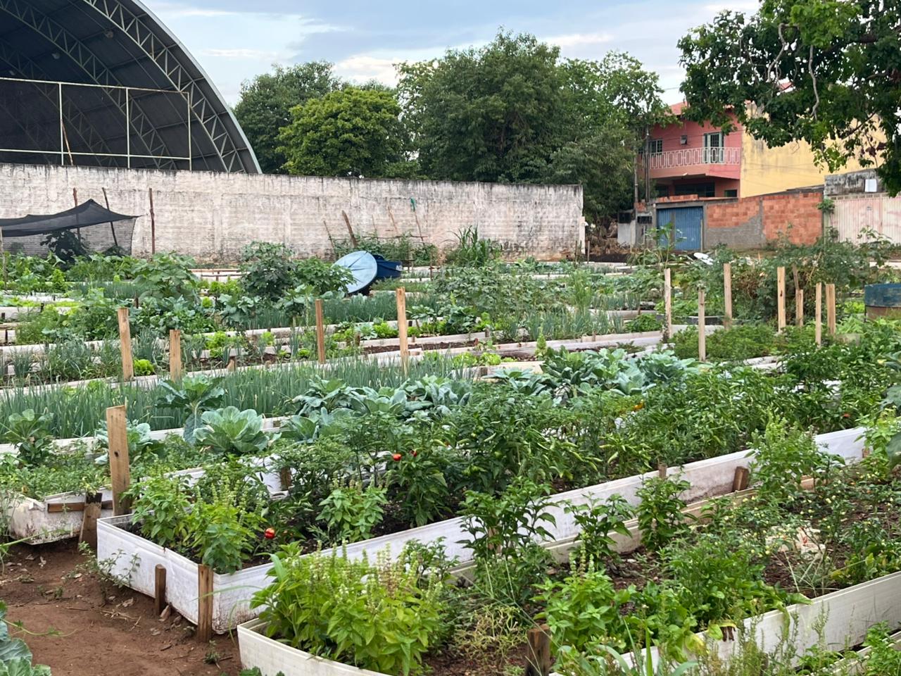 No espaço coletivo, moradores cultivam uma variedade de hortaliças