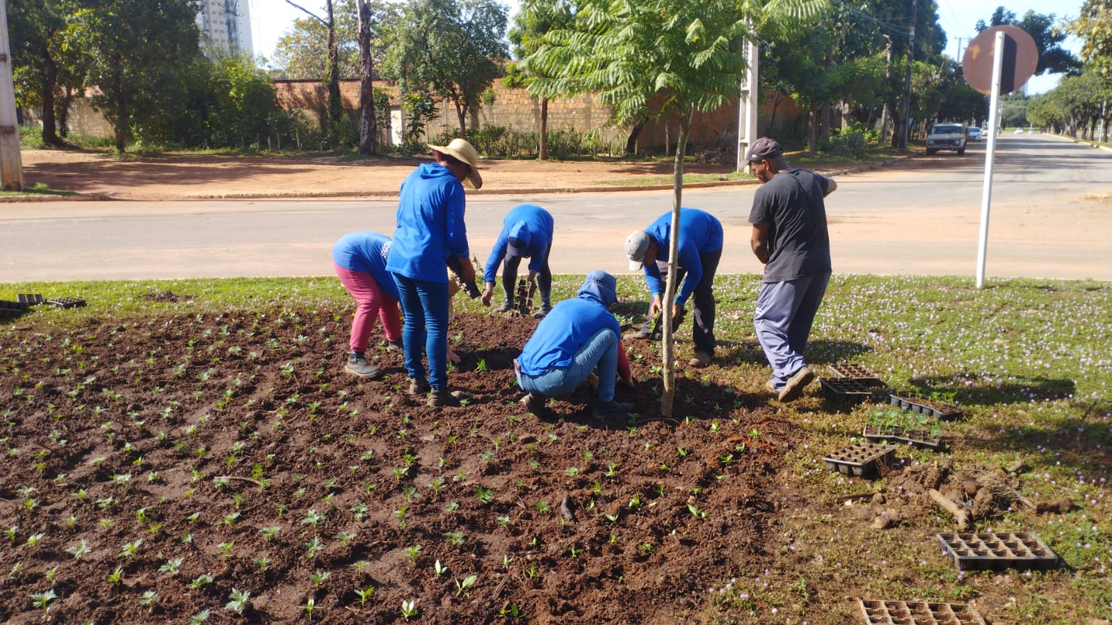 Plantio e adubação na rotatória na Avenida JK