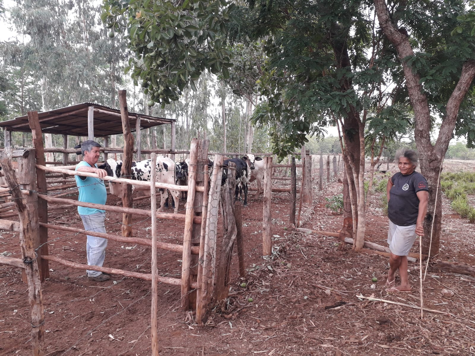 Seder inicia protocolo de melhoramento genético em rebanho
