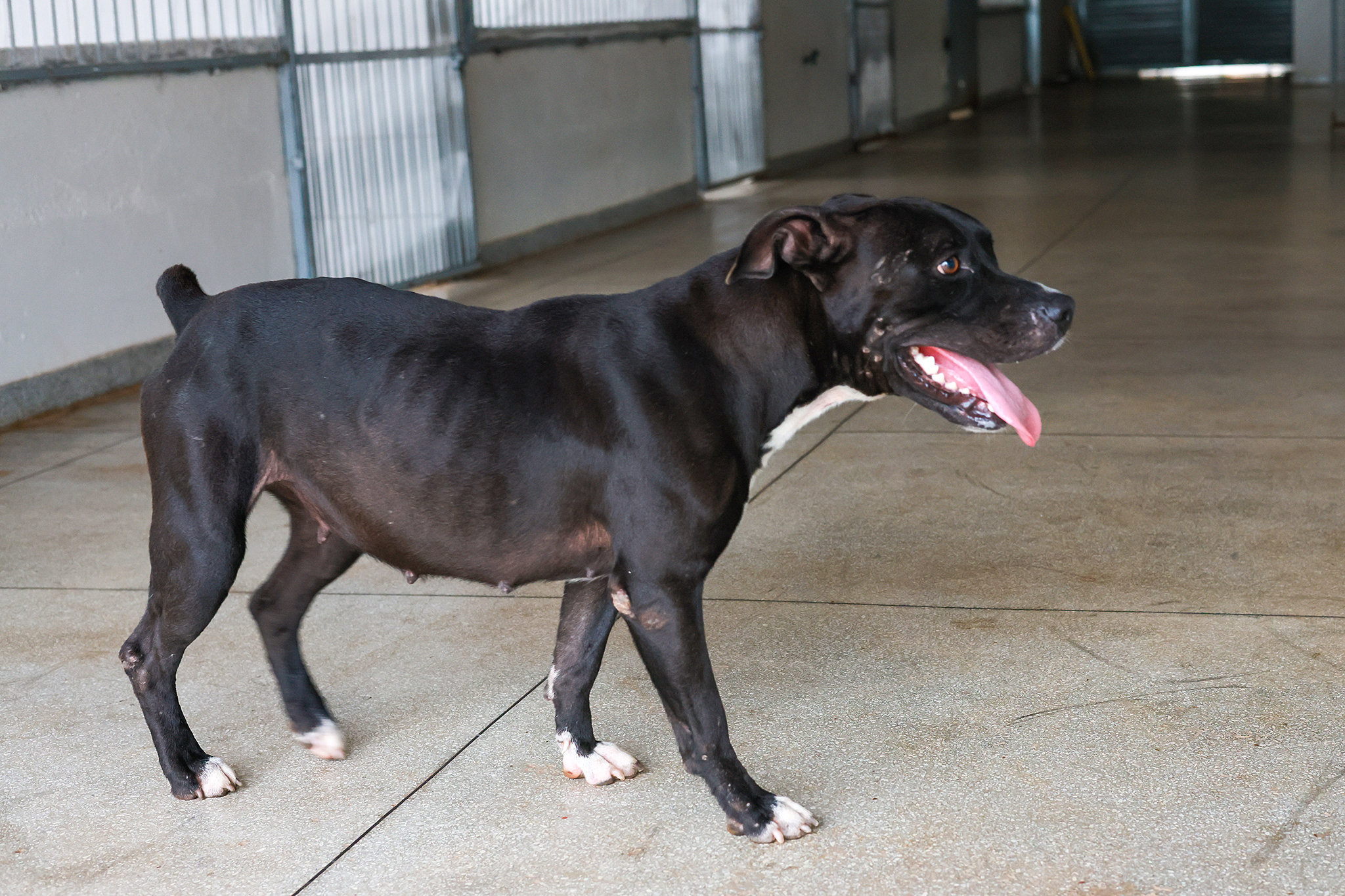 Interessados podem conhecer os cães e obter mais informações entrando em contato pelo Instagram @sebempalmas