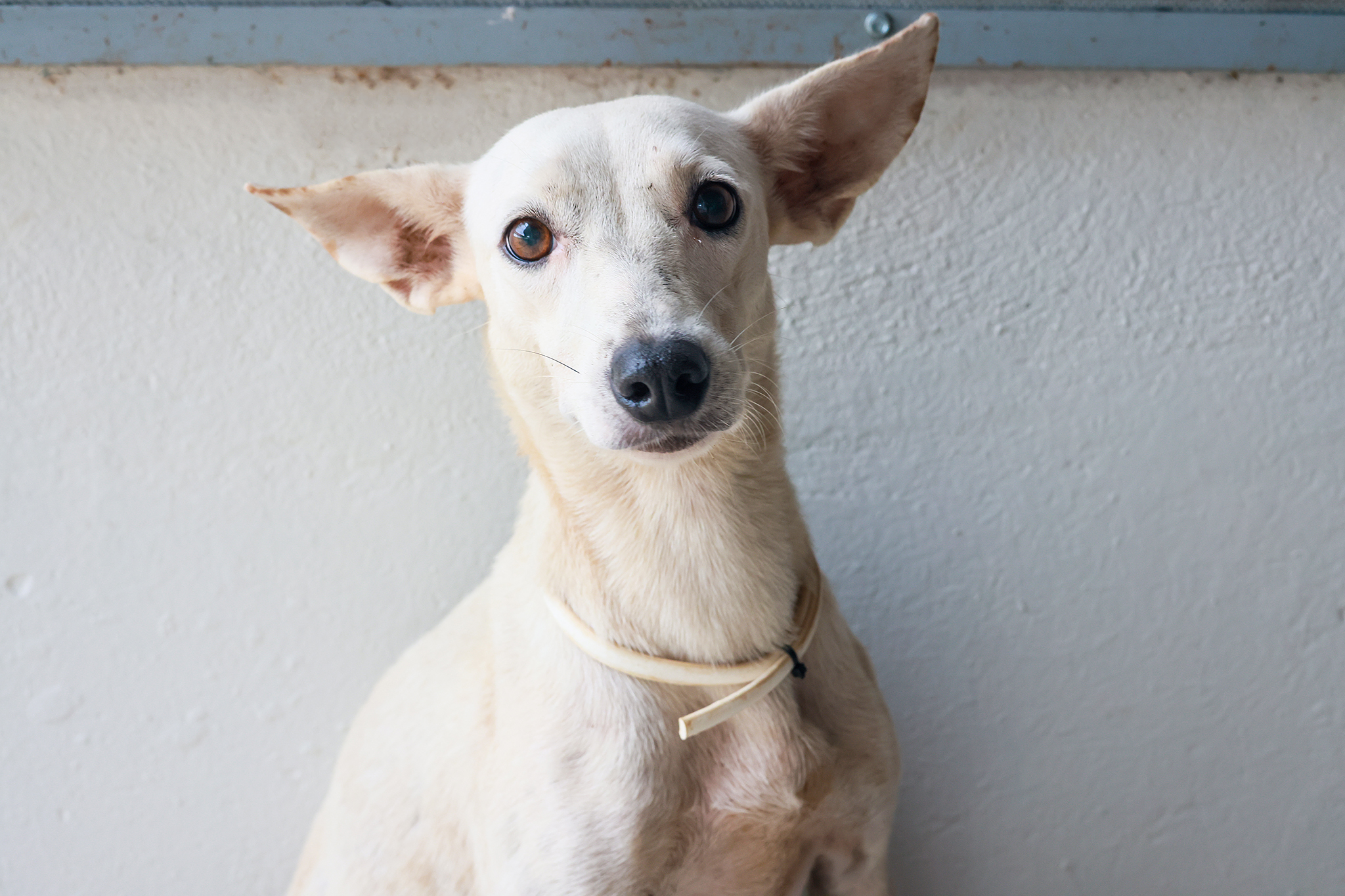 Interessados podem conhecer os cães e obter mais informações entrando em contato pelo Instagram @sebempalmas