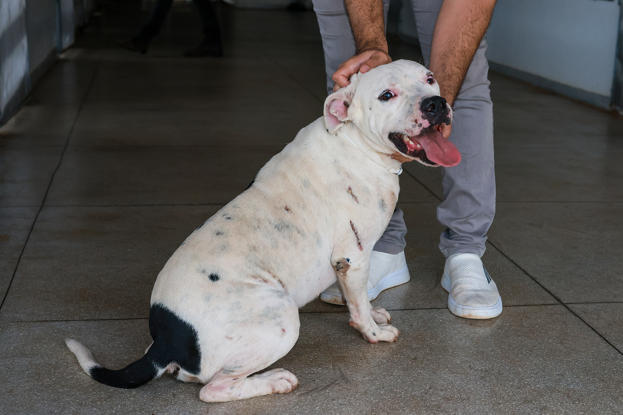 Interessados podem conhecer os cães e obter mais informações entrando em contato pelo Instagram @sebempalmas