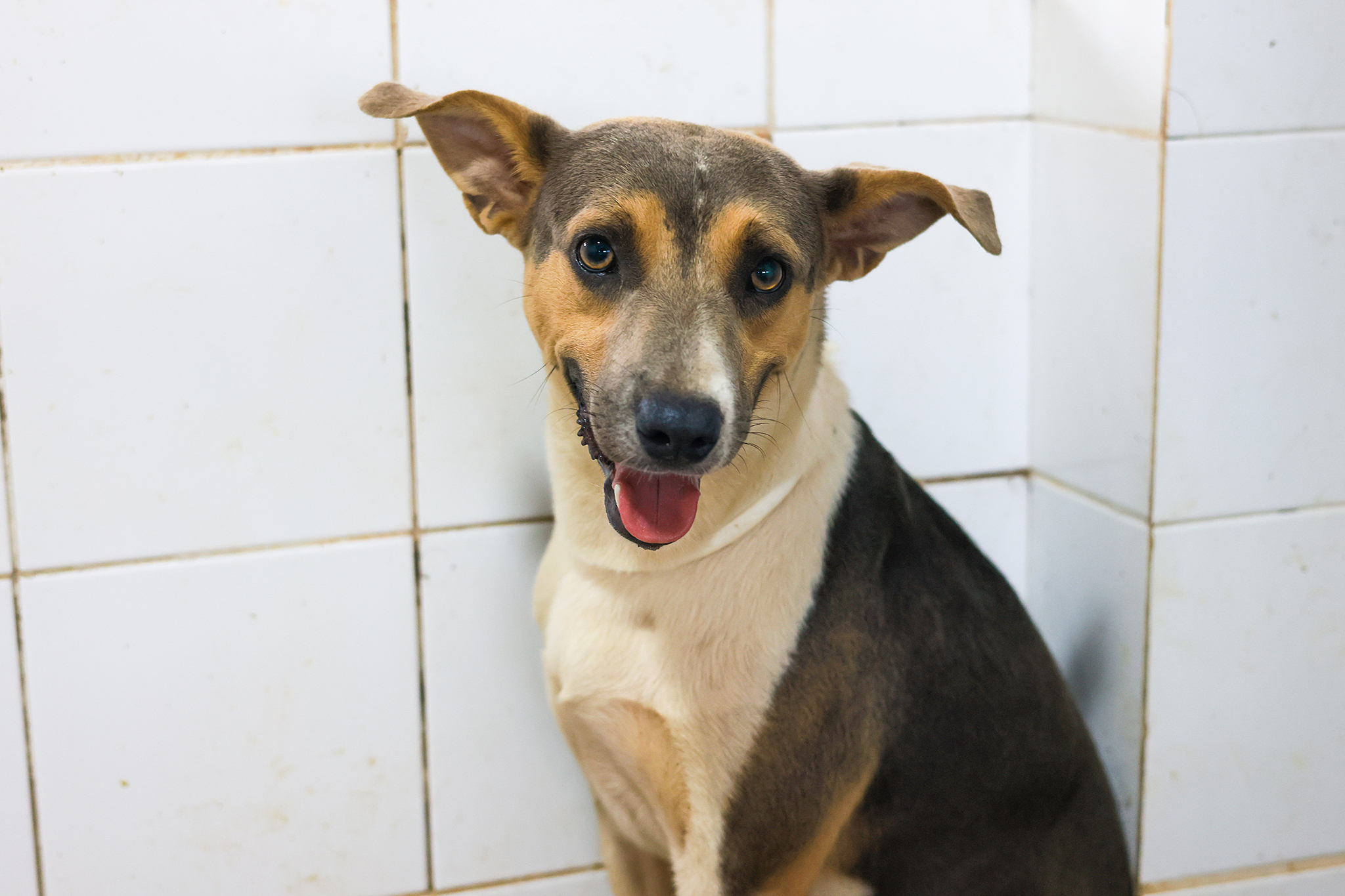 Interessados podem conhecer os cães e obter mais informações entrando em contato pelo Instagram @sebempalmas