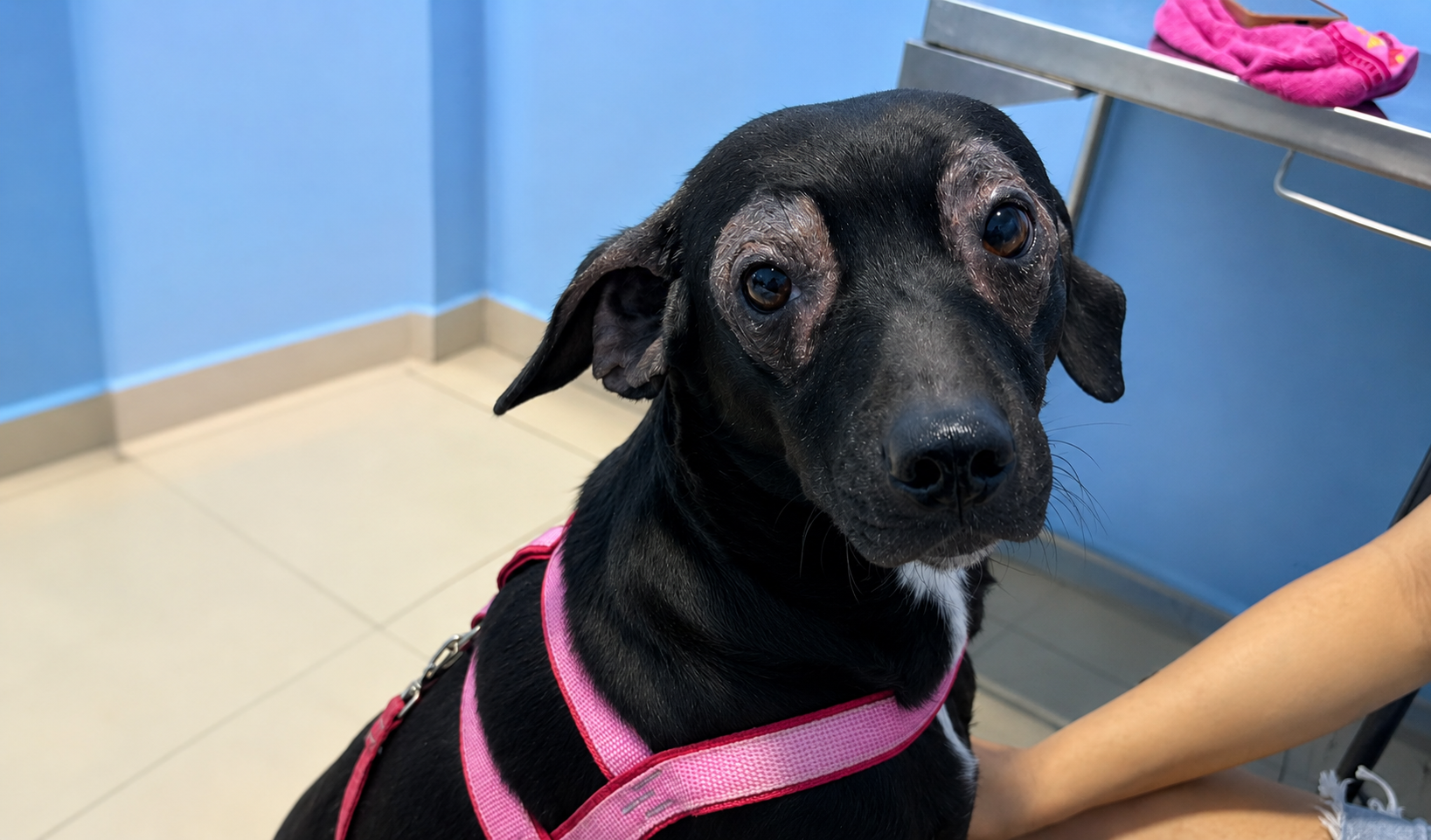 Junho Violeta reforça a importância da prevenção de doenças oculares e dermatológicas em cães e gatos
