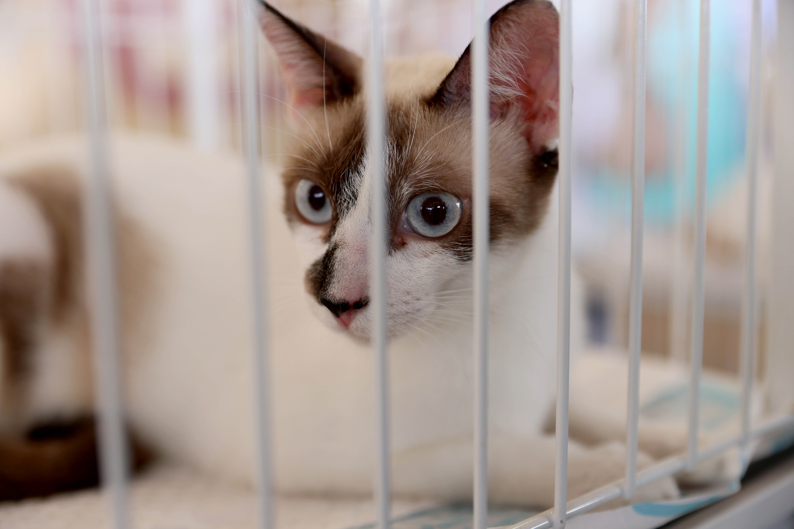 Prefeitura de Palmas orienta população como denunciar envenenamento de animais