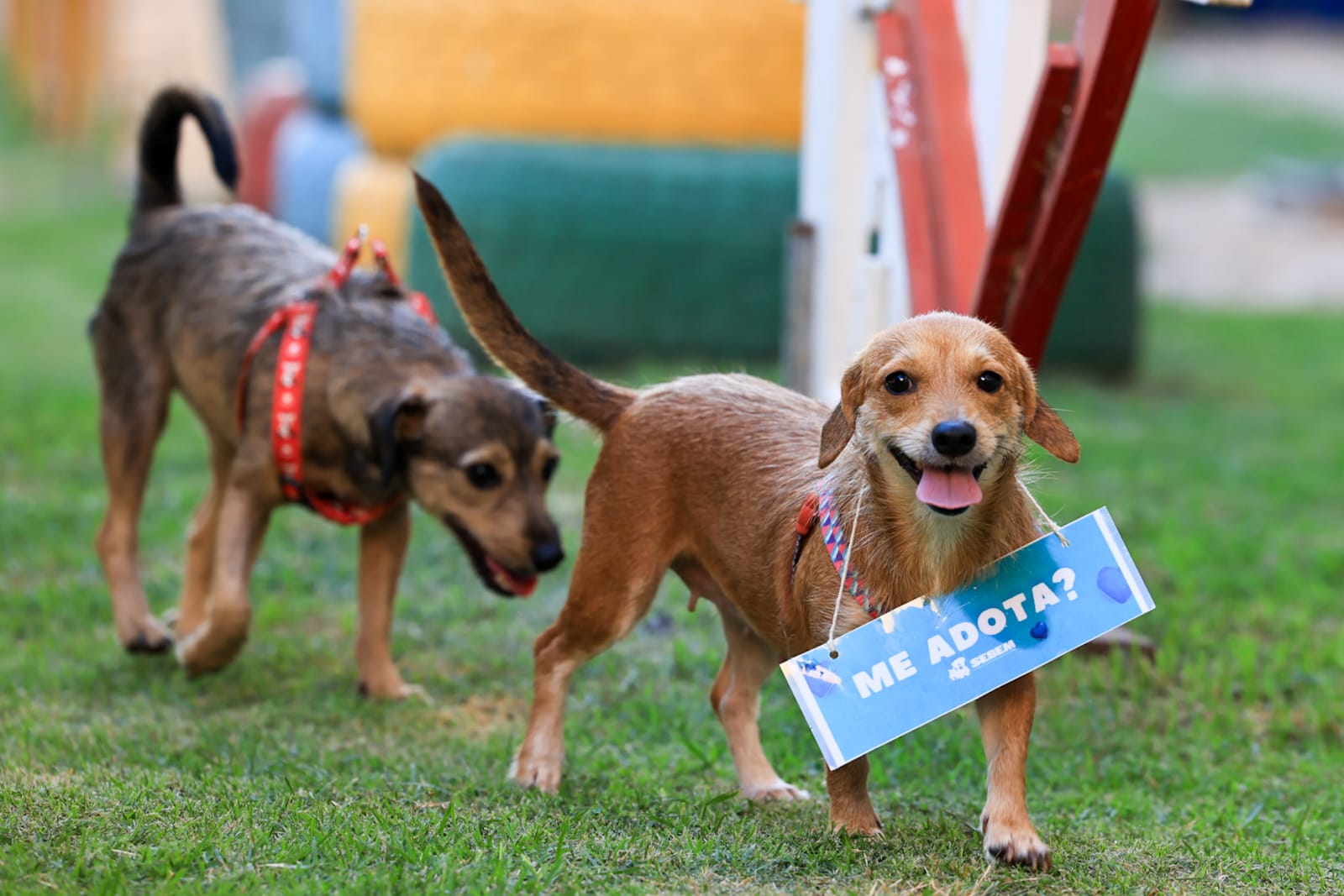 Projeto Parceiro de Caminhada aproxima população de animais disponíveis para adoção nesta sexta-feira, 28