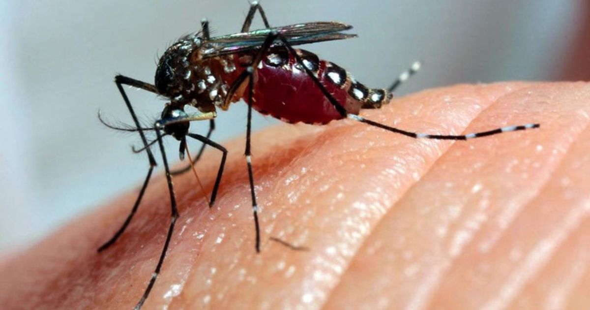 Palmas inicia implantação de tecnologia inovadora para reduzir transmissão da dengue, zika e chikungunya
