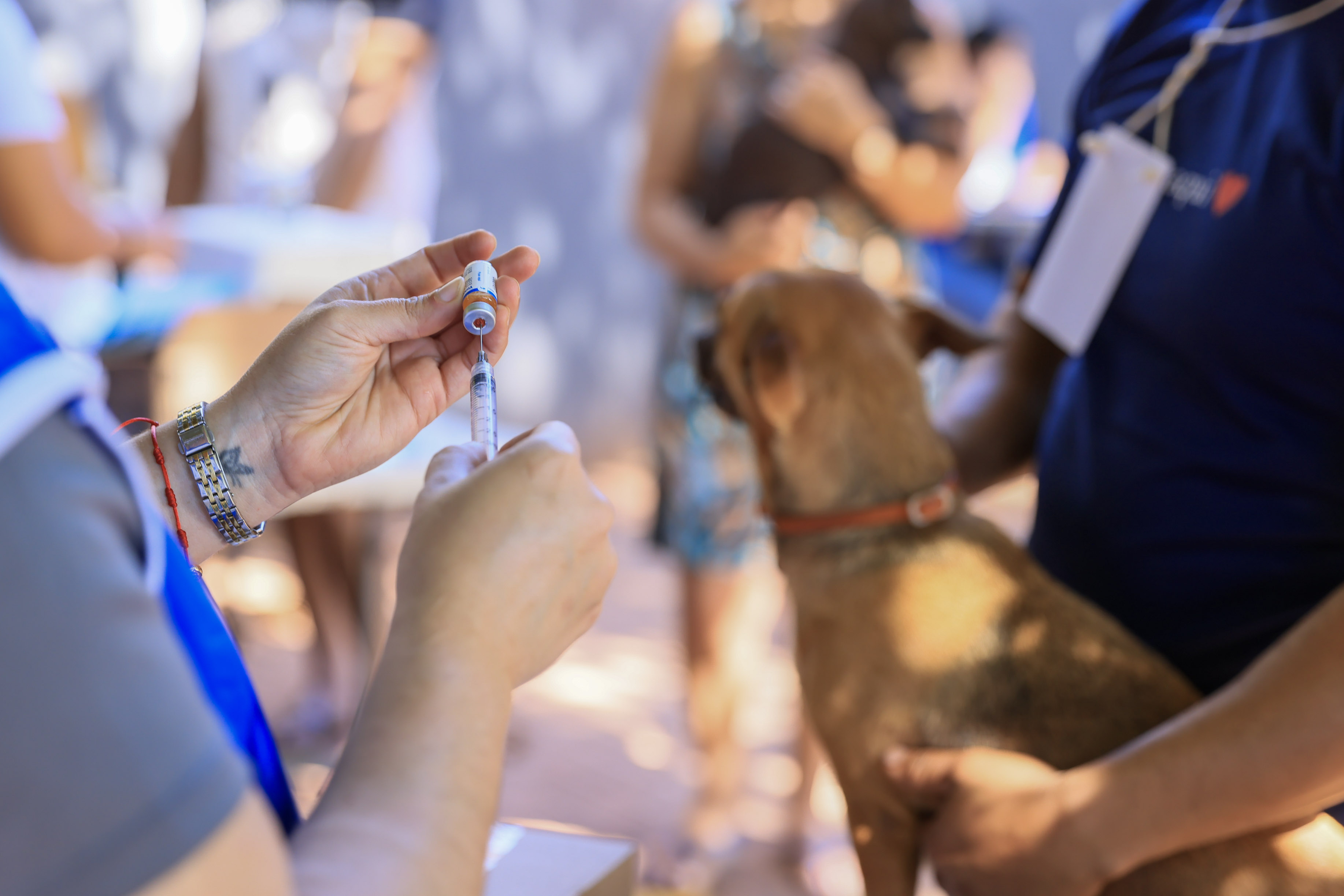 Julho Dourado reforça cuidados com a saúde animal e a prevenção de zoonoses