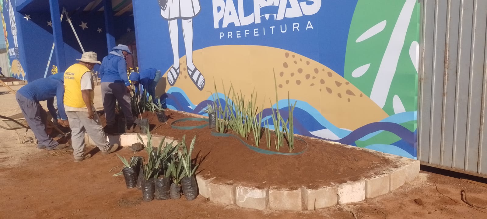 Equipes plantando mudas de espada-de-são-jorge