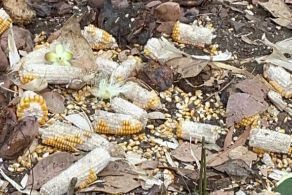 No local foram encontrados alimentos, como sal, milho e mangas, dispostos estrategicamente para atrair animais silvestres com o objetivo de abatê-los