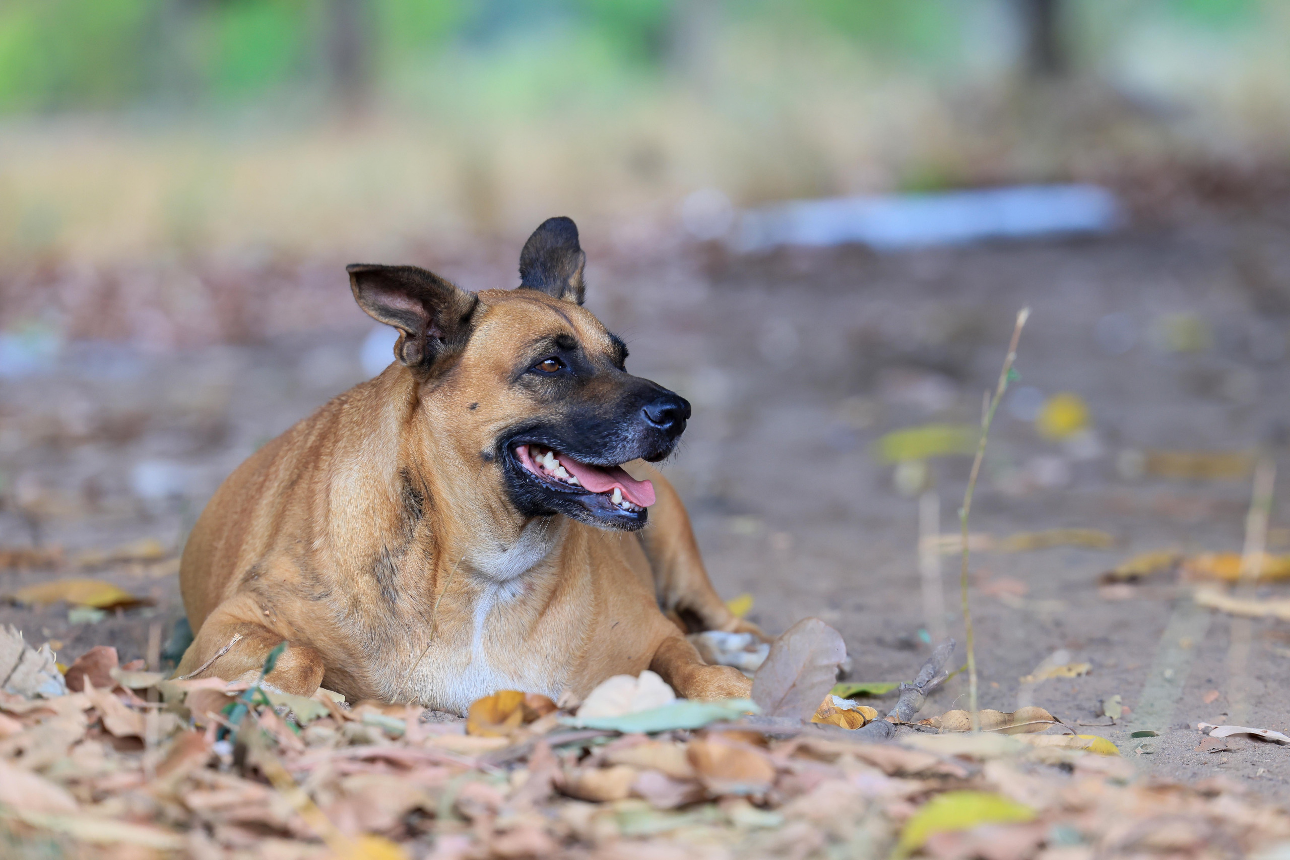 Prefeitura de Palmas orienta população sobre os direitos dos animais comunitários