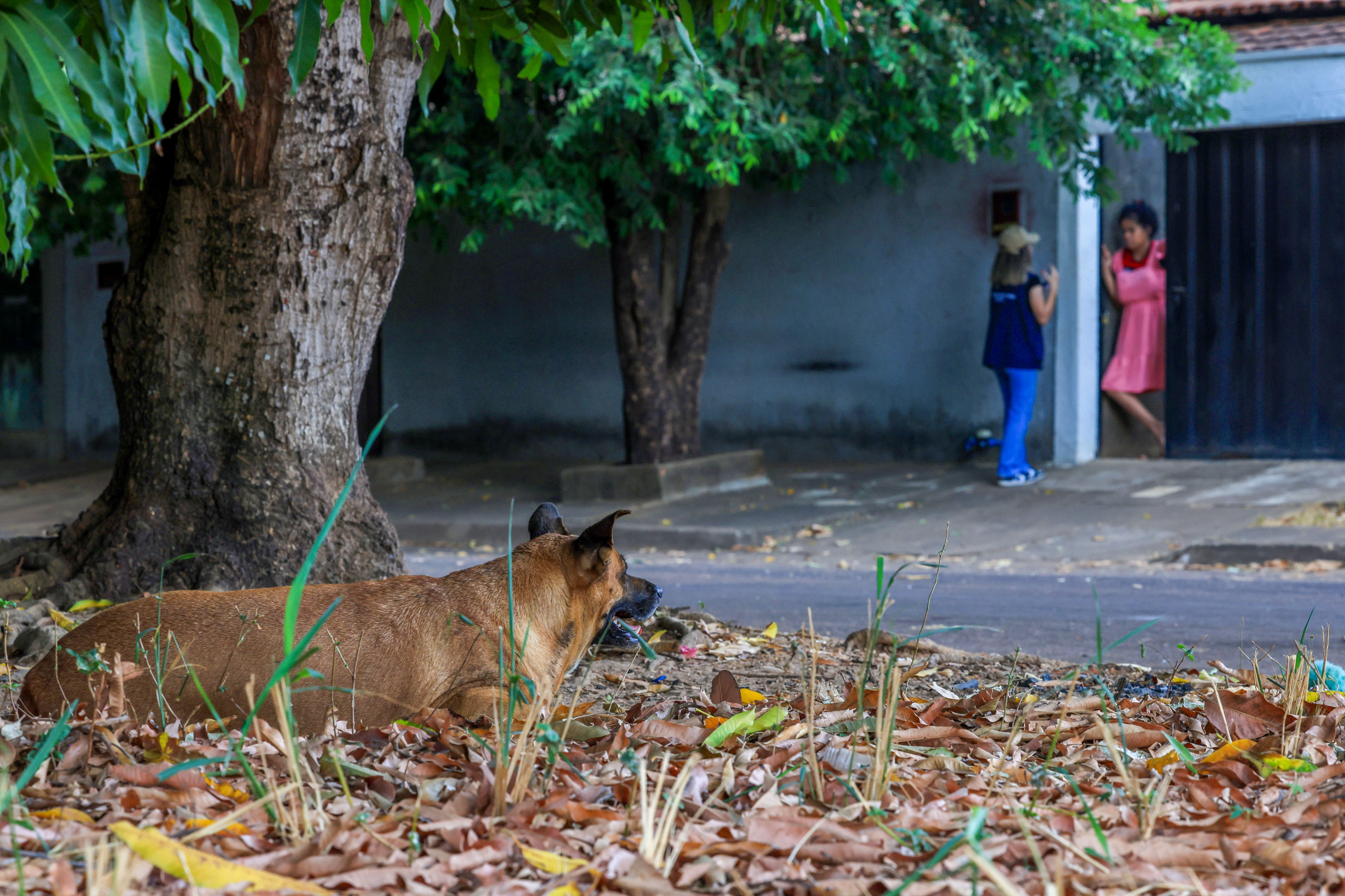 Prefeitura de Palmas apresenta estimativa da população de cães e gatos e orienta ações de controle populacional