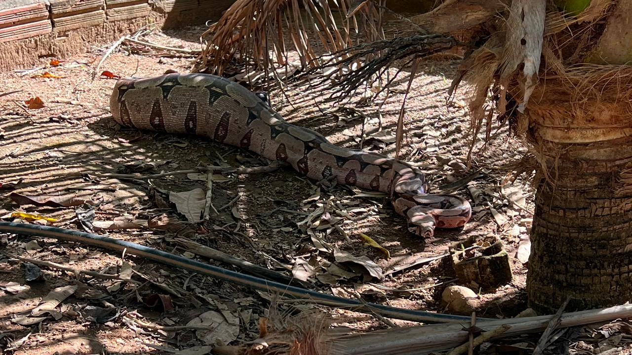 Jiboia é capturada pela Guarda Metropolitana Ambiental após atacar galinheiro em Taquaruçu Grande