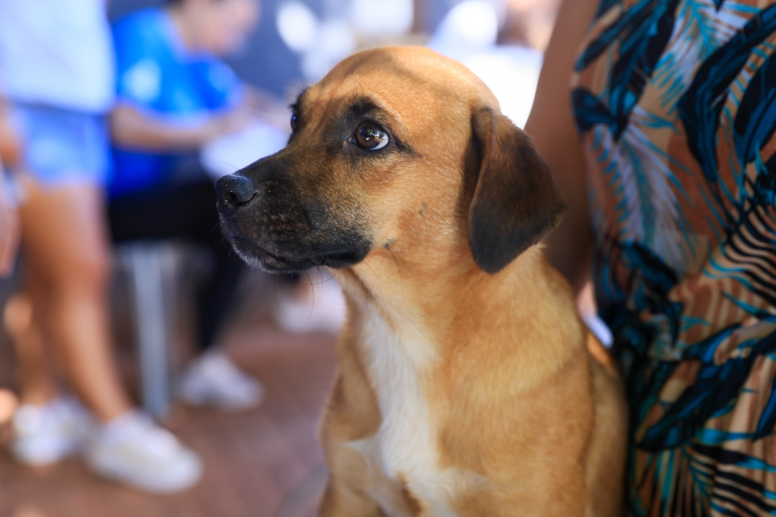 Setembro Vermelho alerta para prevenção de doenças cardíacas em cães e gatos