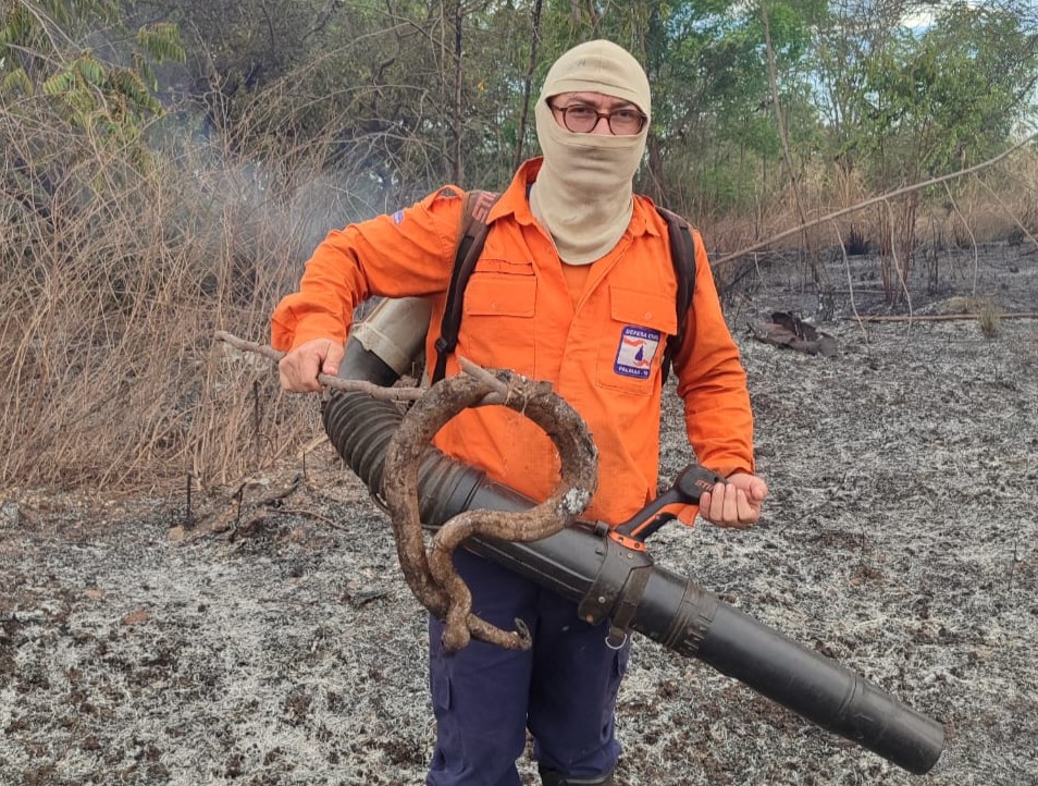 Defesa Civil de Palmas encontra jiboia carbonizada durante combate a incêndio em área verde da cidade