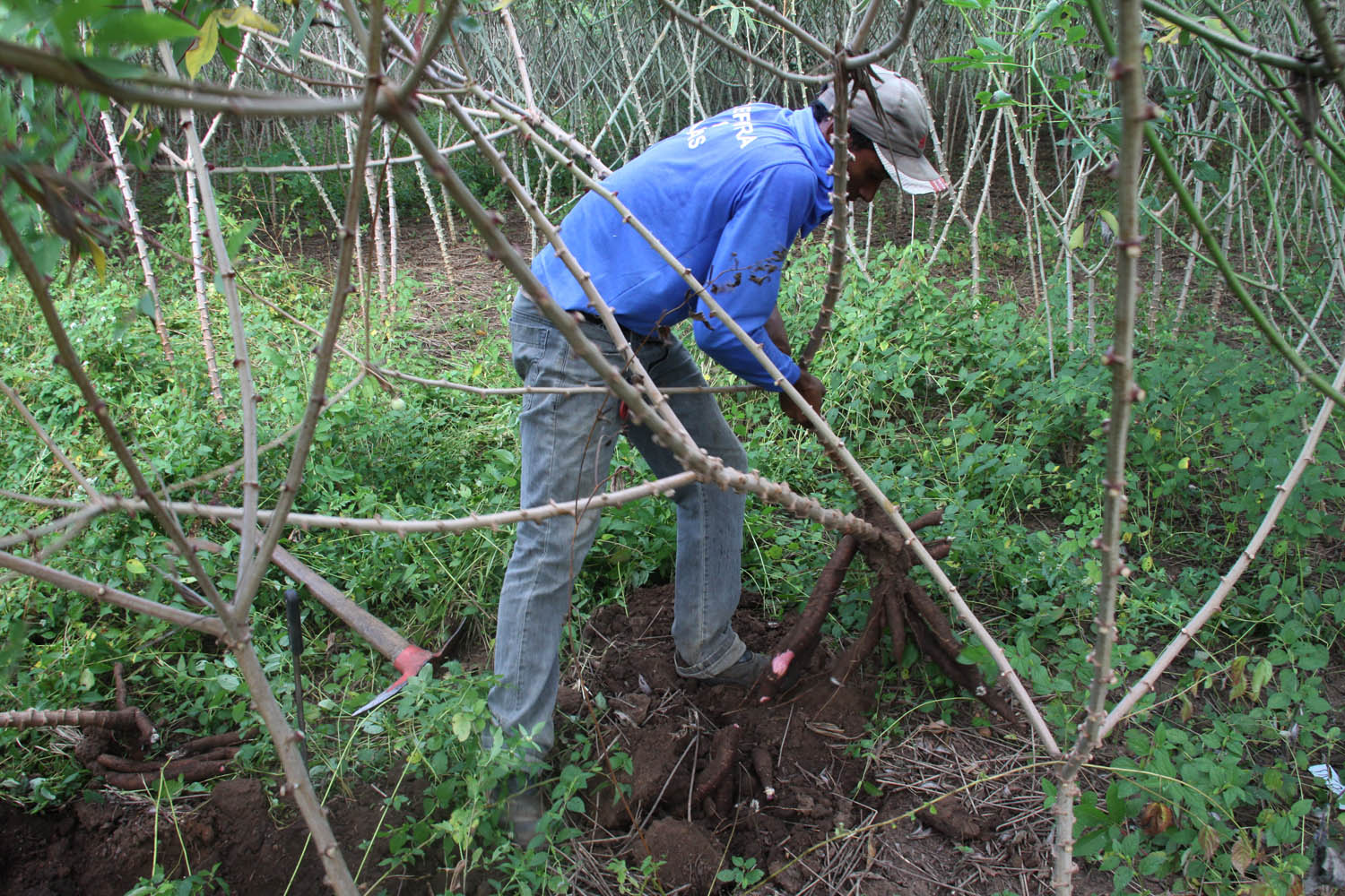 Seder realiza Dia Técnico sobre cadeia produtiva da mandioca